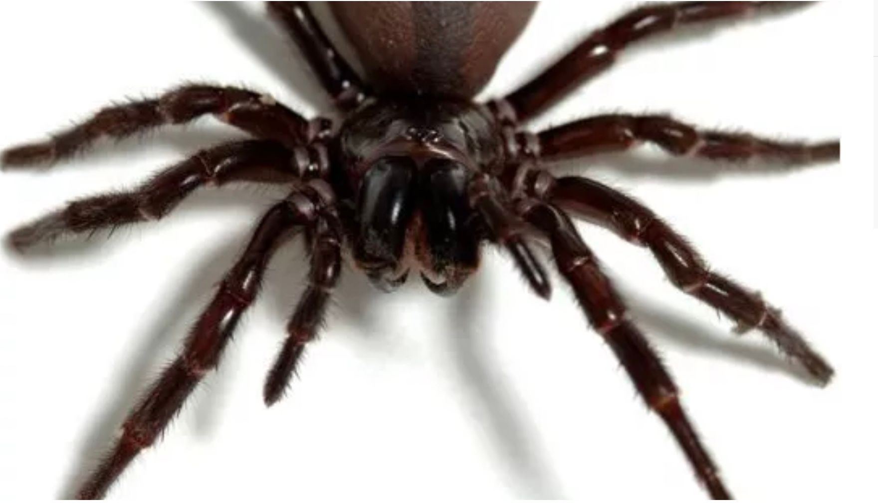 Самка сіднейського лійкопавутинного павука 