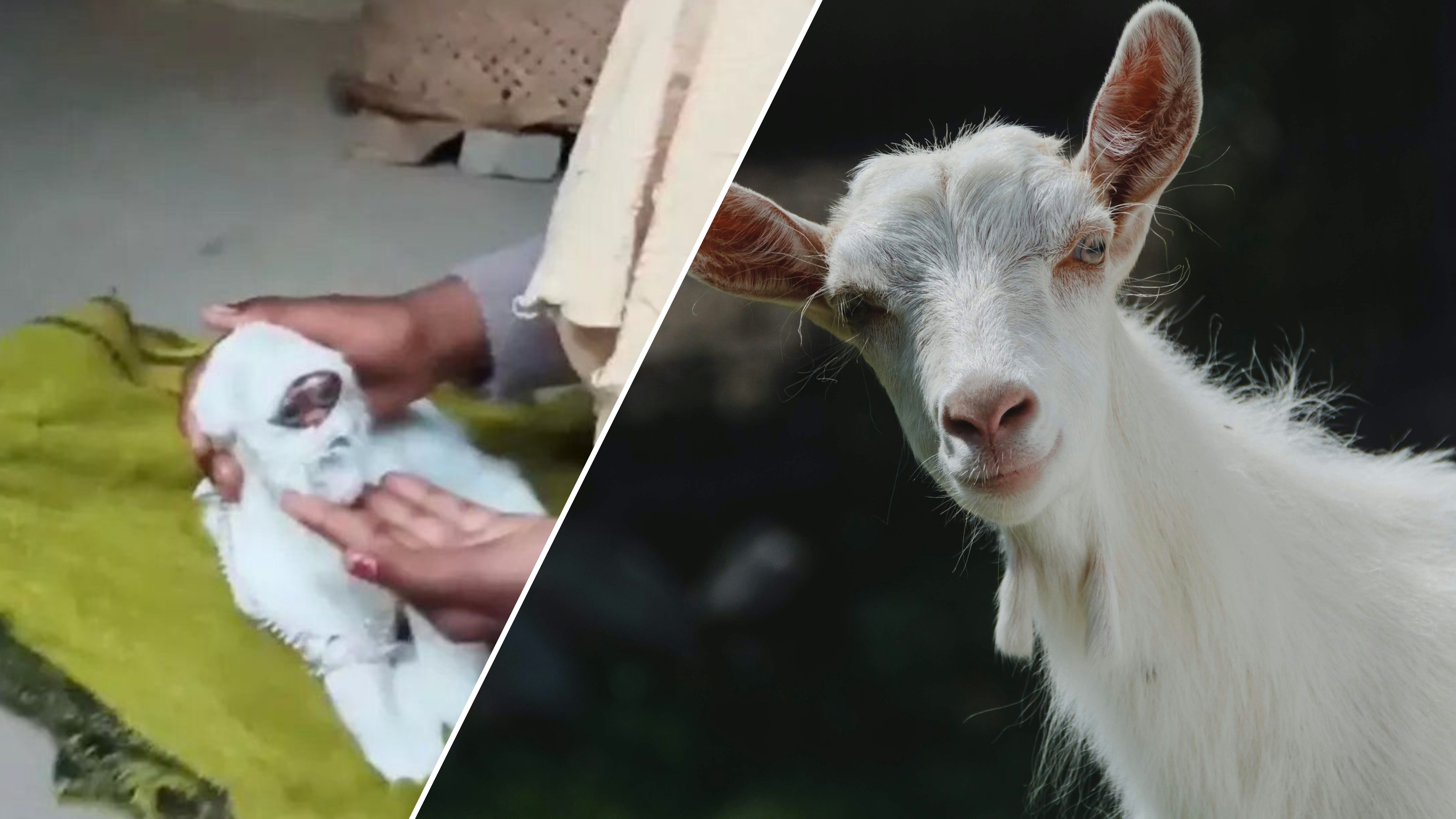 Козеня-мутант з "людським обличчям" шокувало мережу Козеня-мутант з "людським обличчям" шокувало мережу