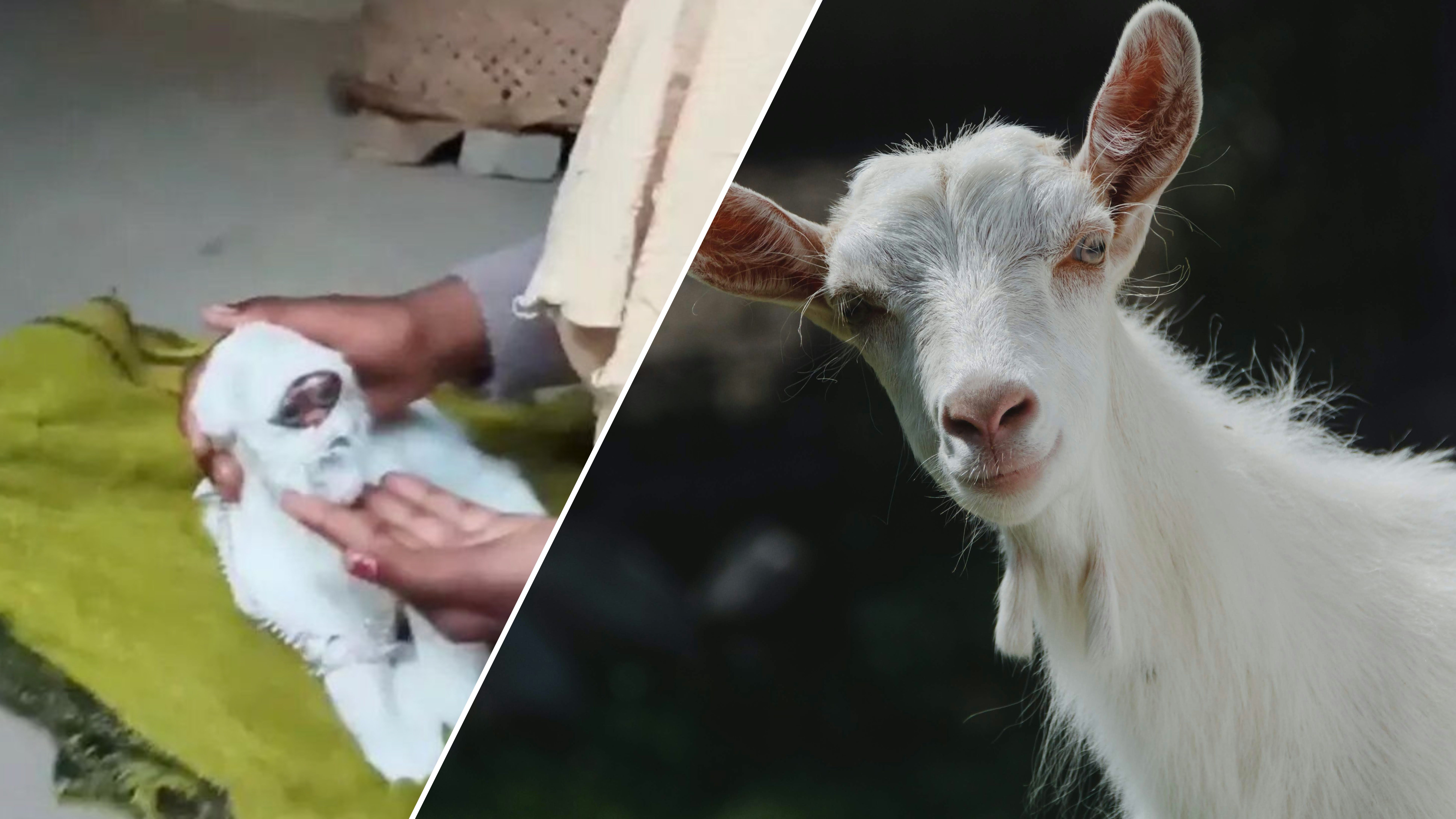 Козленок-мутант с "человеческим лицом" шокировал сеть Козленок-мутант с "человеческим лицом" шокировал сеть