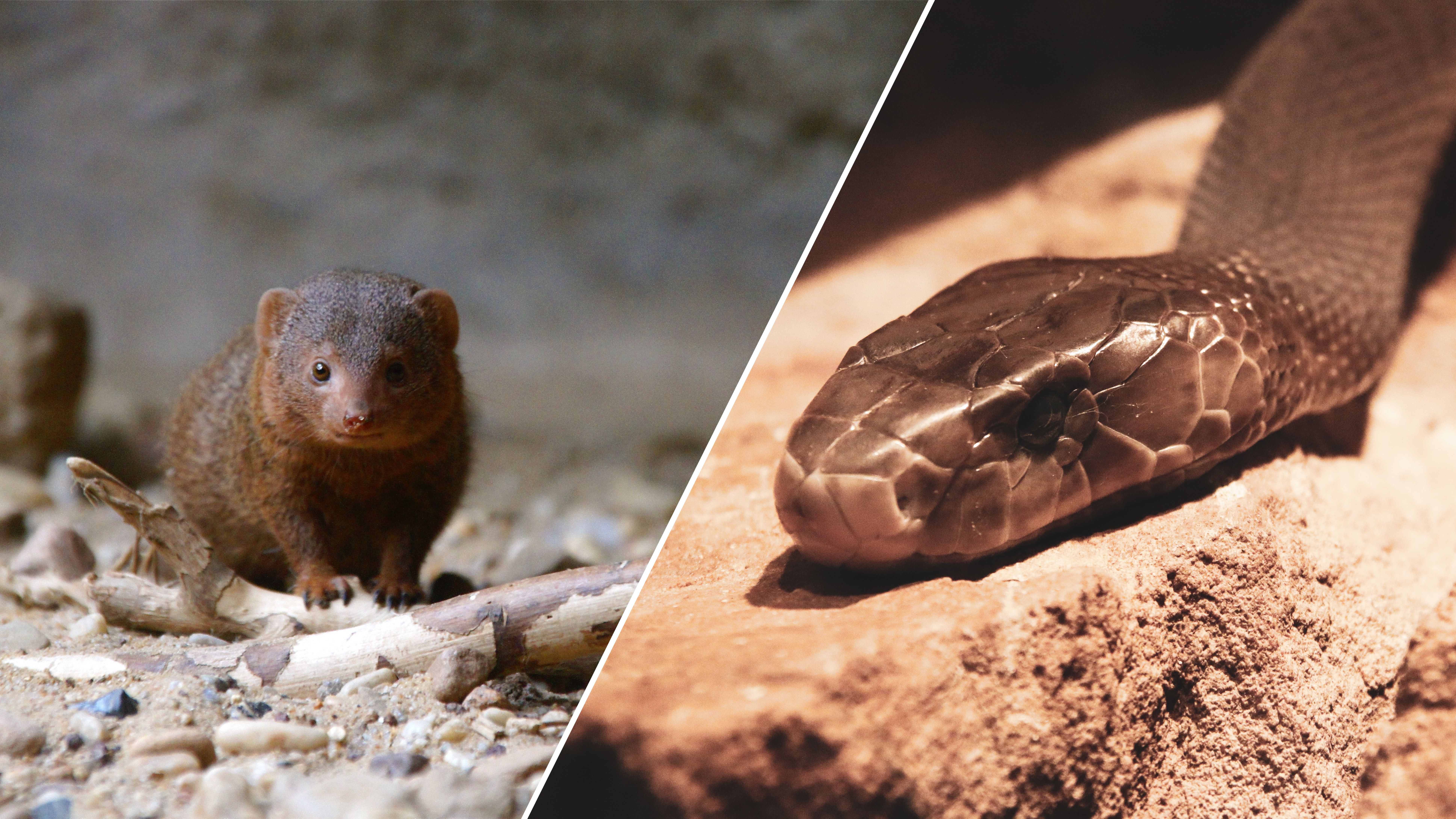 Мангуст против мамбы Мангуст против мамбы