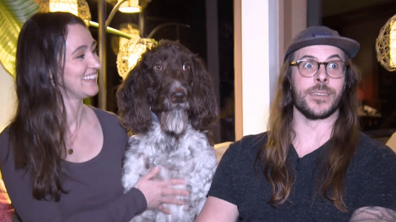 У США пес з'їв 4 000 доларів У США пес з'їв 4 000 доларів