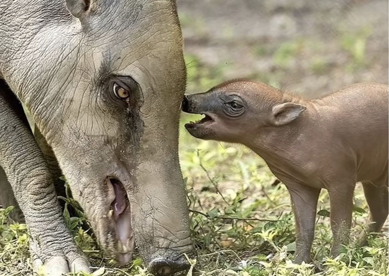 Бабірус Бабірус