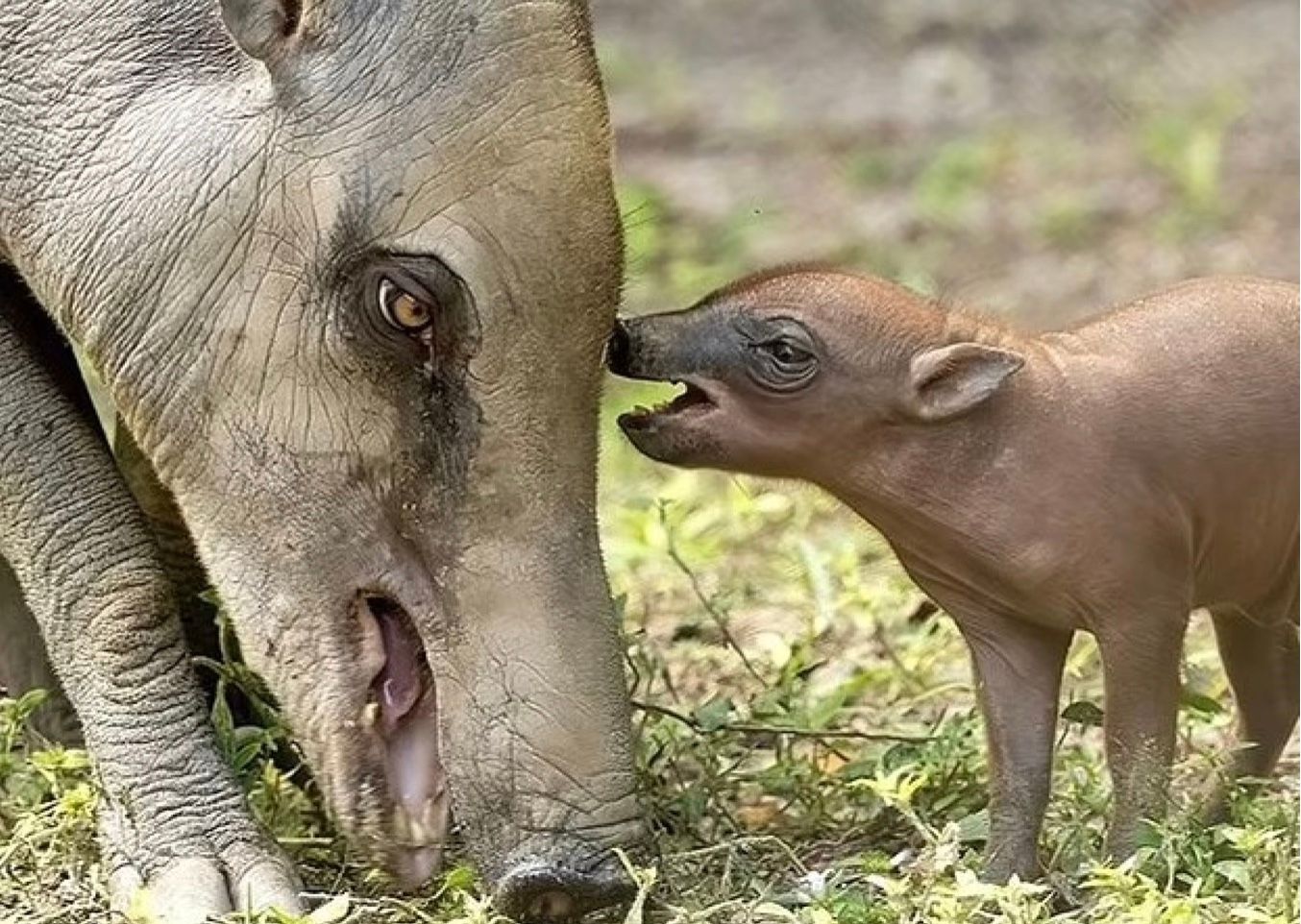 Бабирус Бабирус