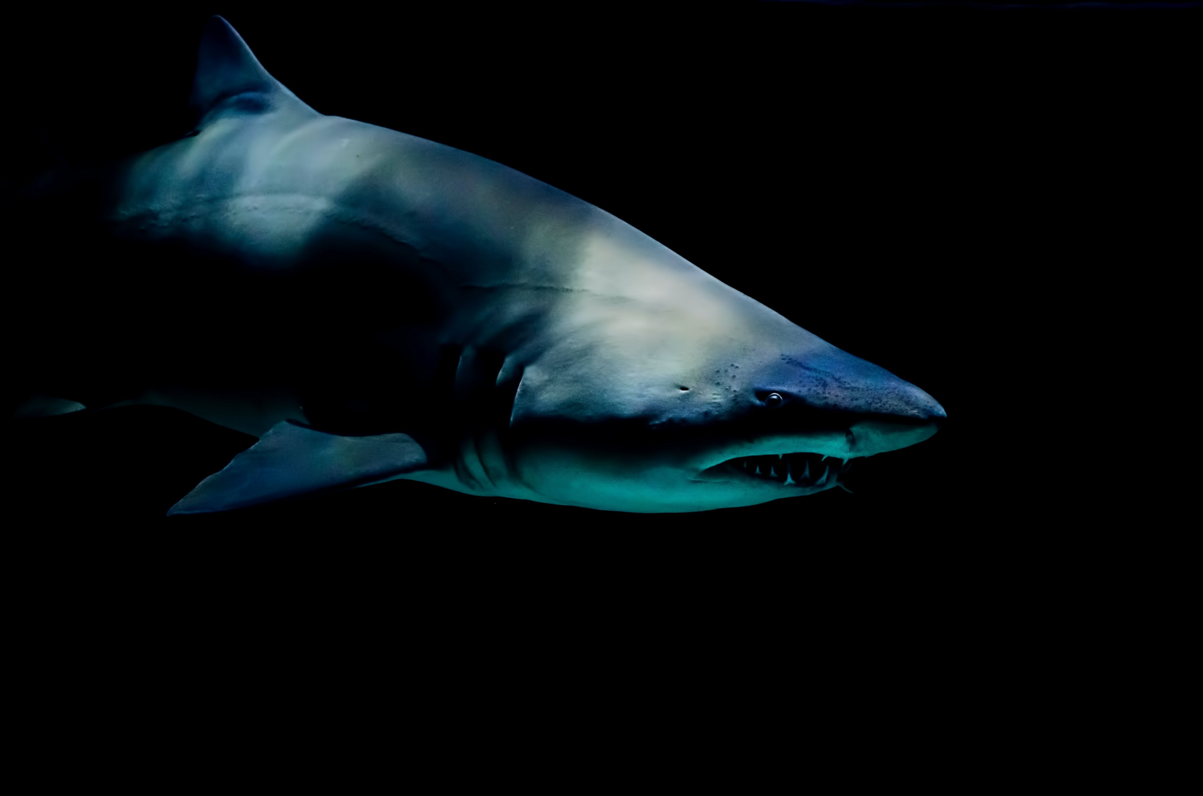 На пляже в Британии обнаружили останки гигантской акулы