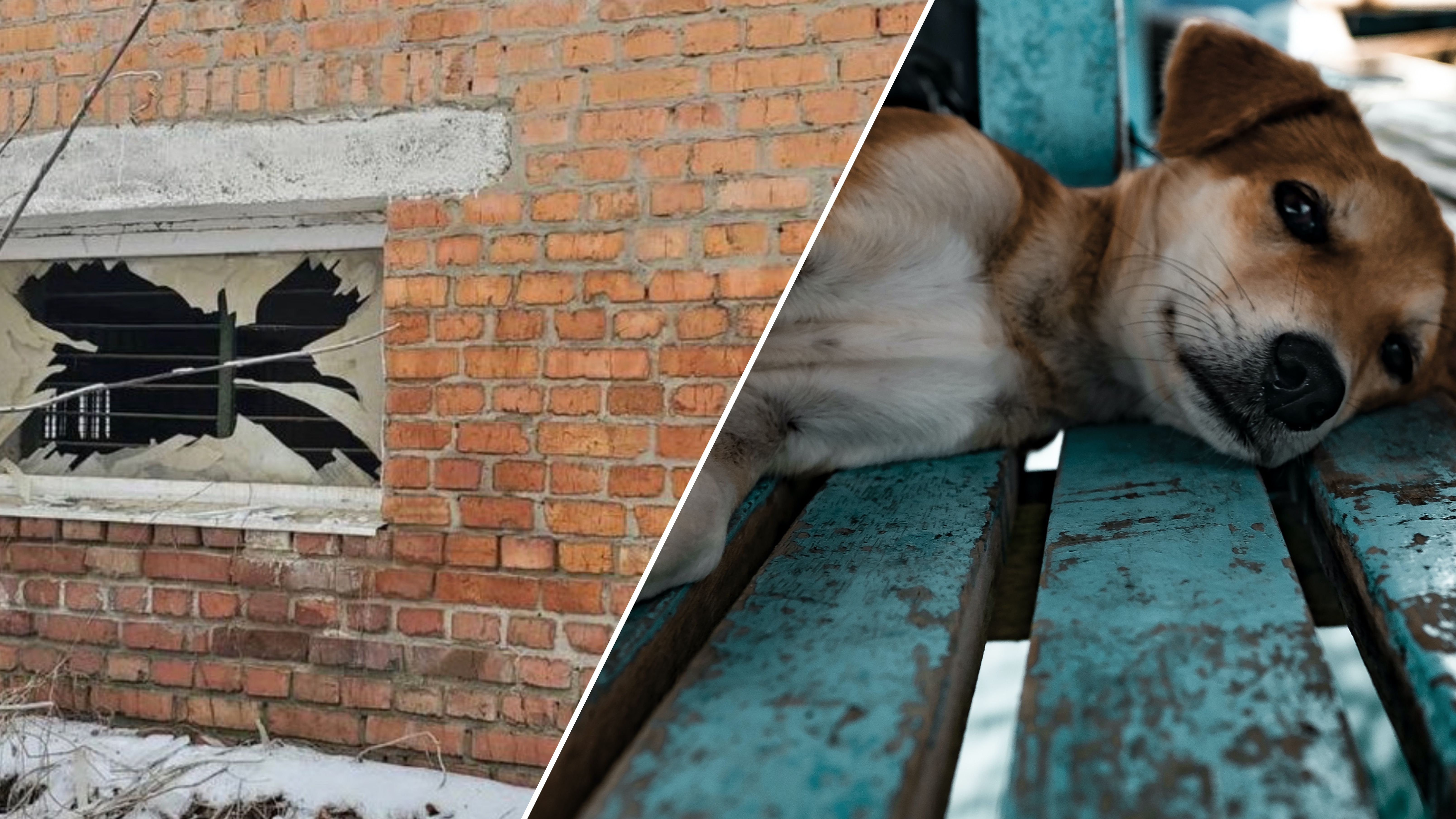 В приюте выбило окна при ударе по Харькову В приюте выбило окна при ударе по Харькову