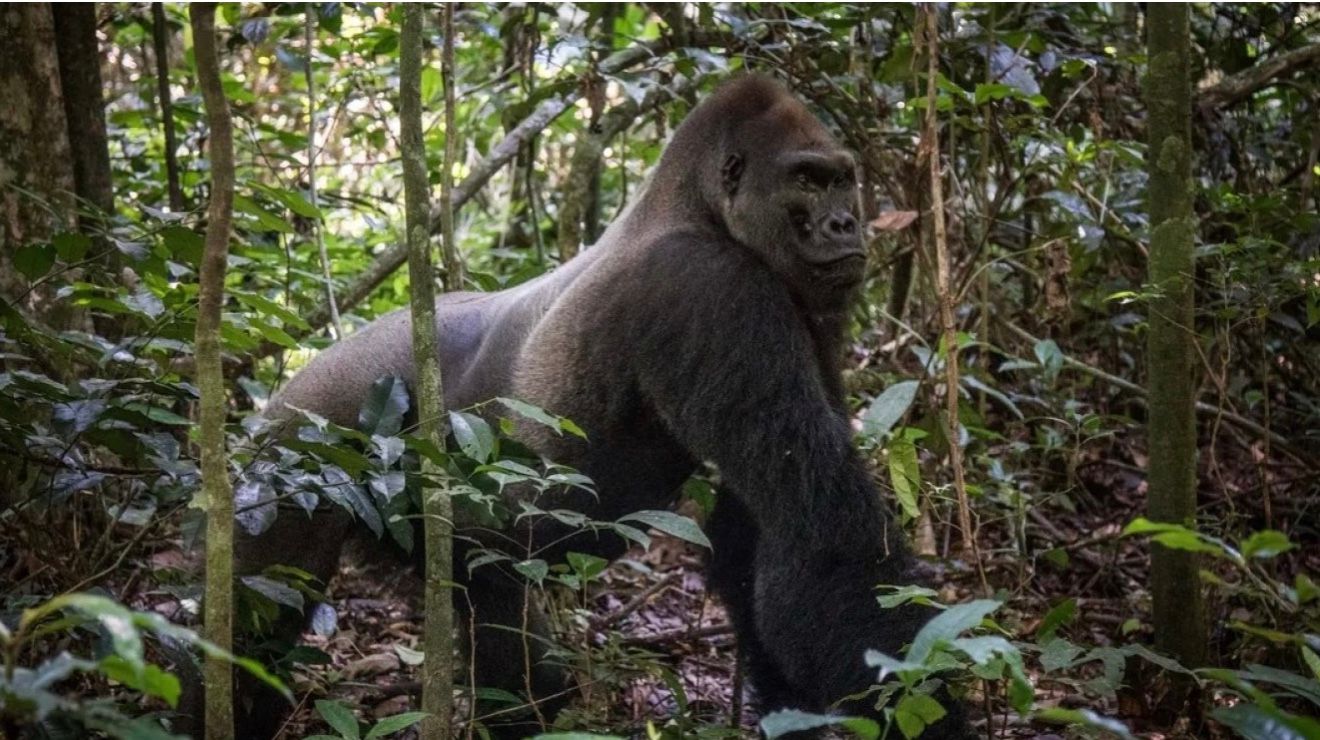 Равнинная горилла Кинго умер