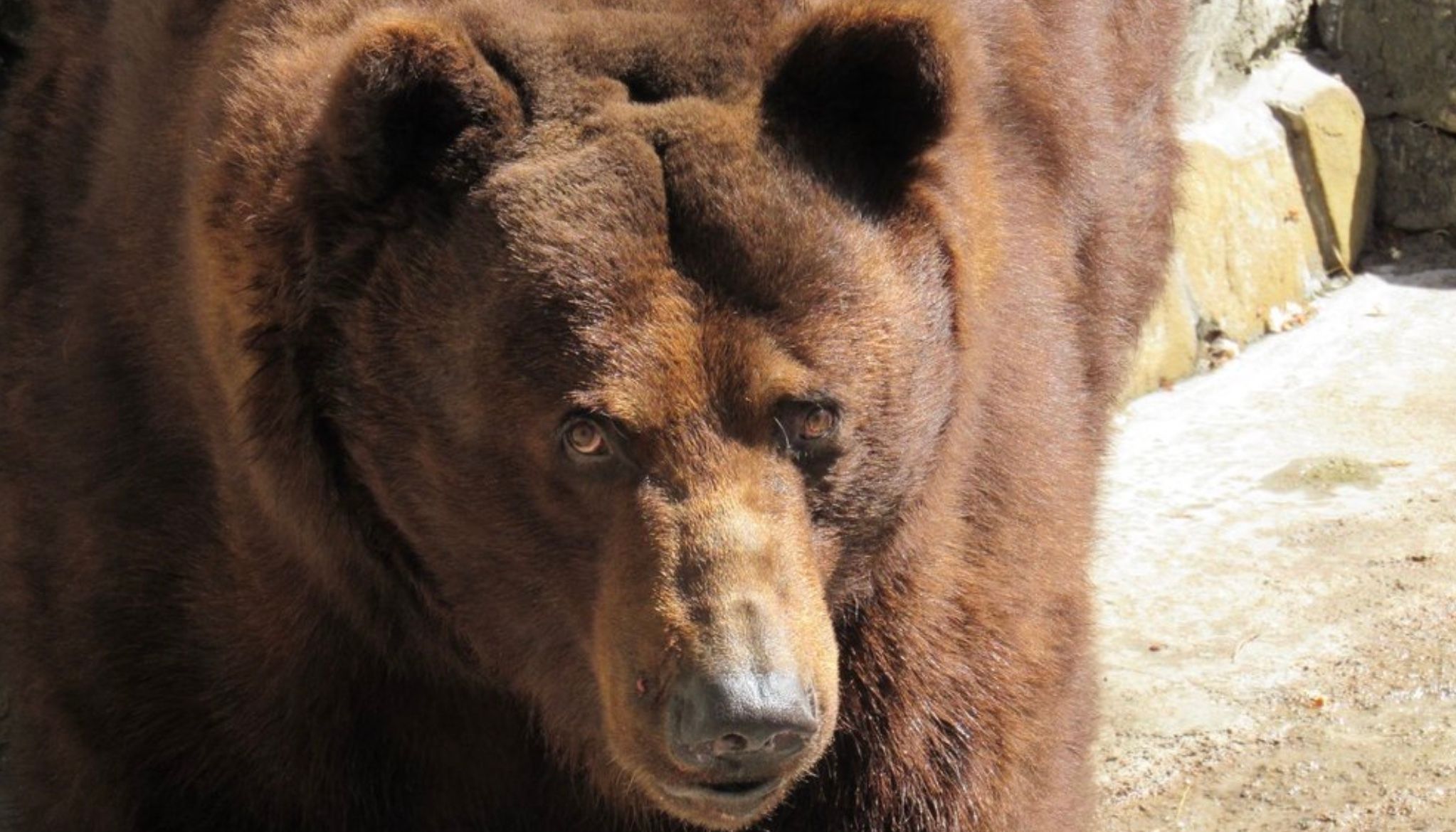 Камчатський ведмідь у Миколаївському зоопарку