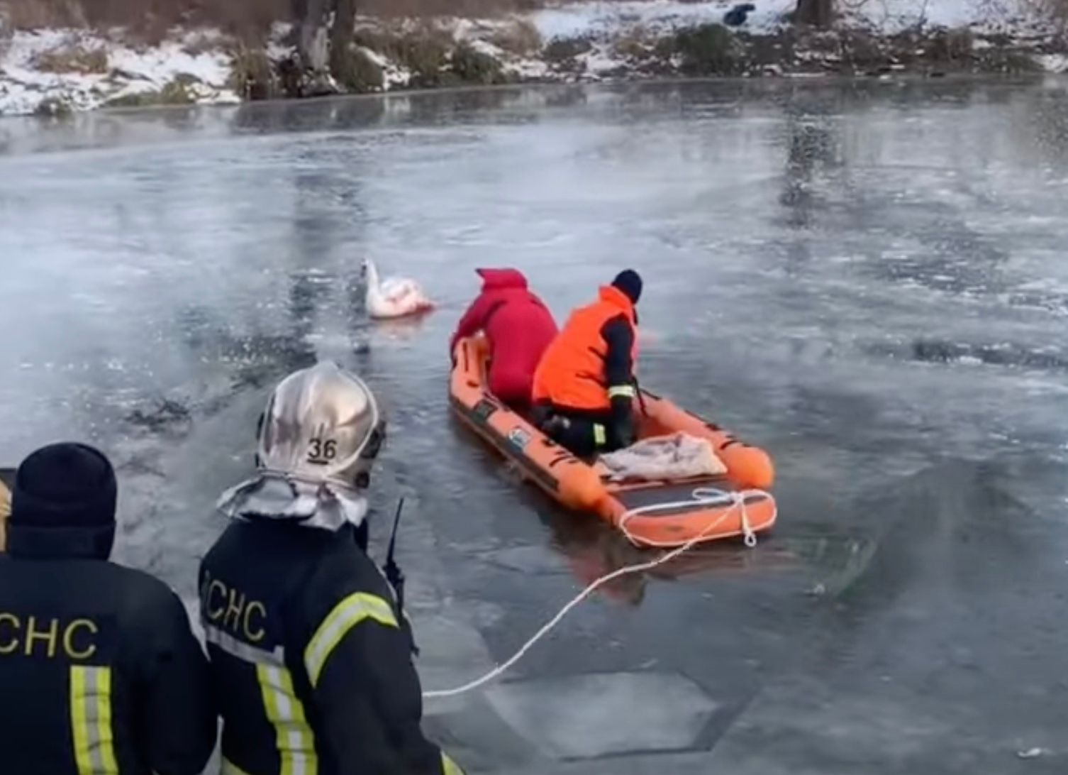 В Киевской области спасли лебедя, который "вмерз" в лед