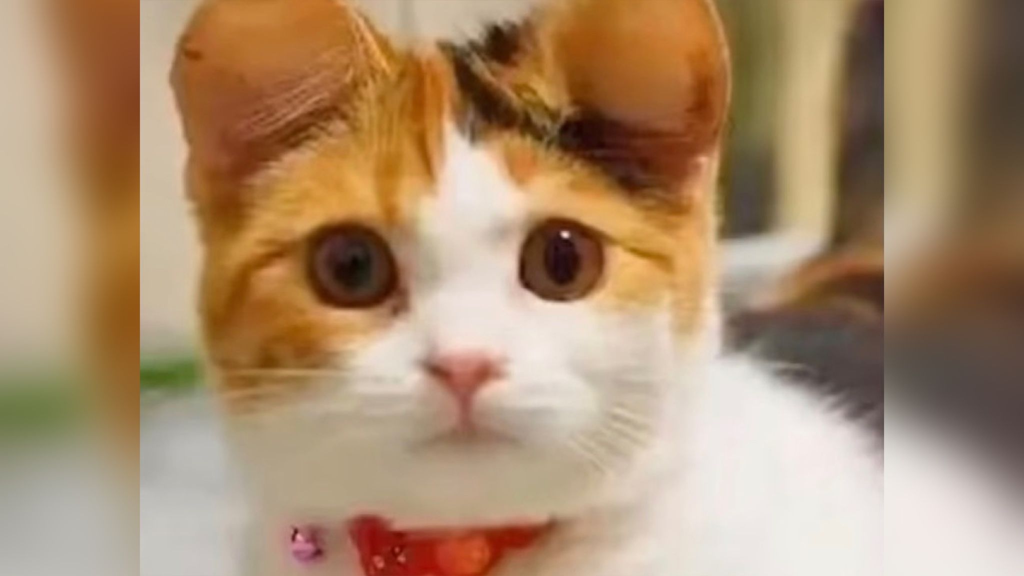 Прокляття Мікі Мауса для свійських тварин Прокляття Мікі Мауса для свійських тварин