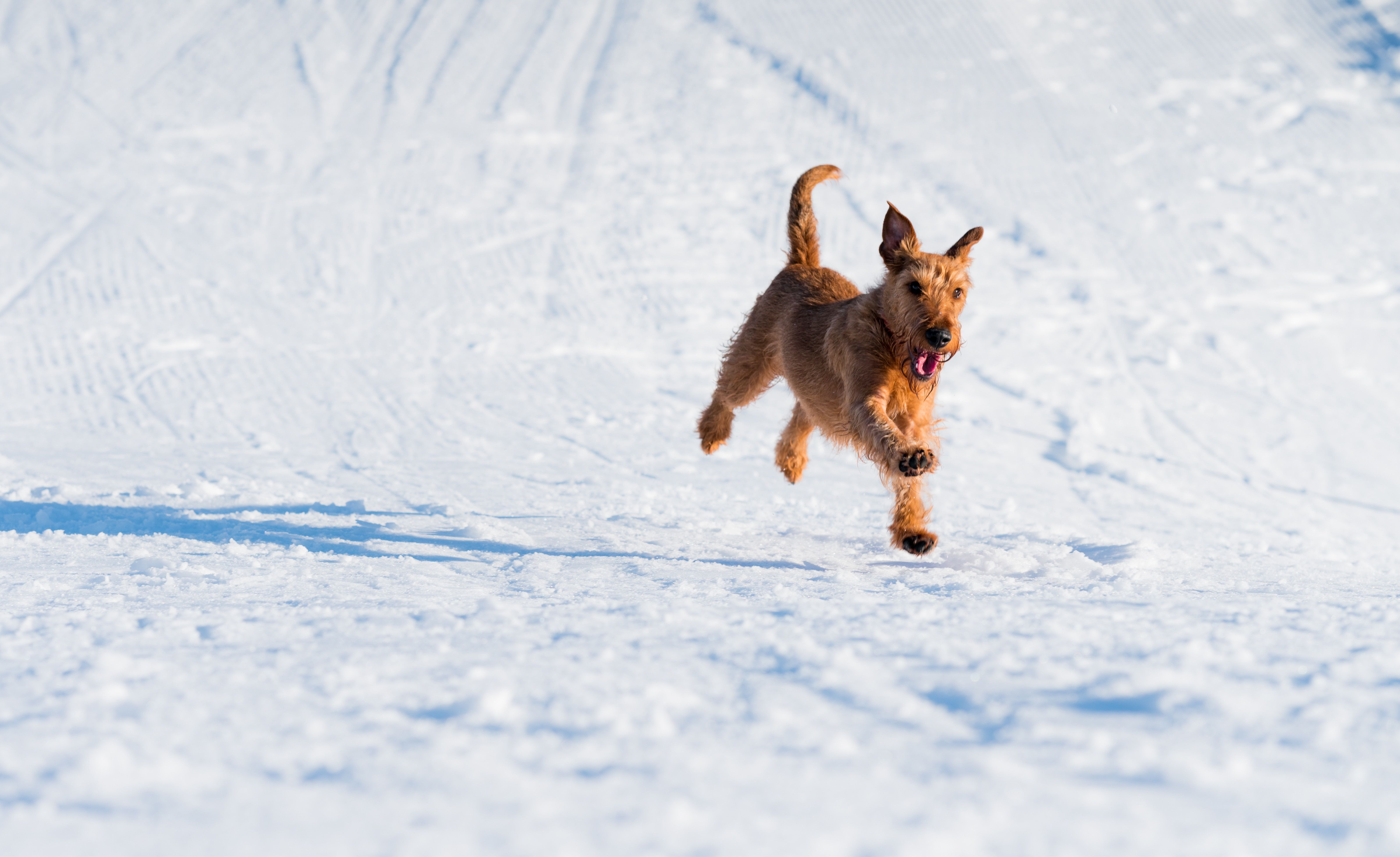 Як захистити лапи собаки під час зимових прогулянок