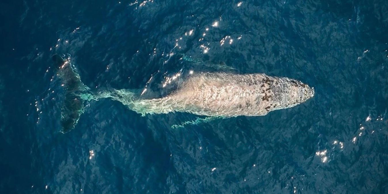 Біля берегів Мексики помітили кита зі зламаною спиною