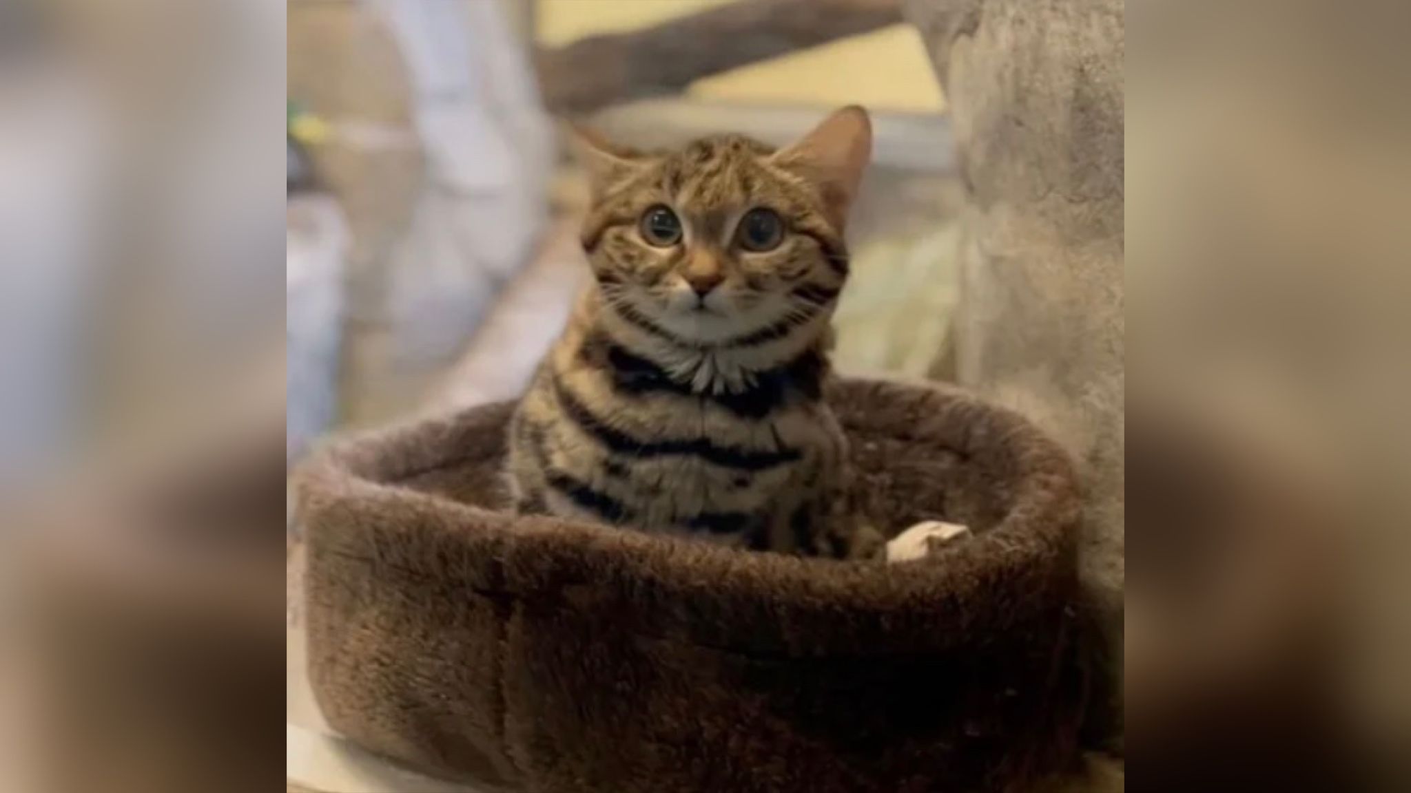 В зоопарке США появился один из самых смертоносных котов мира В зоопарке США появился один из самых смертоносных котов мира