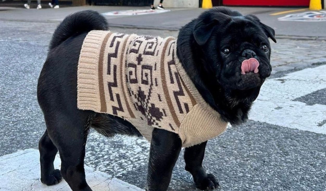 Семирічний мопс Куму Семирічний мопс Куму