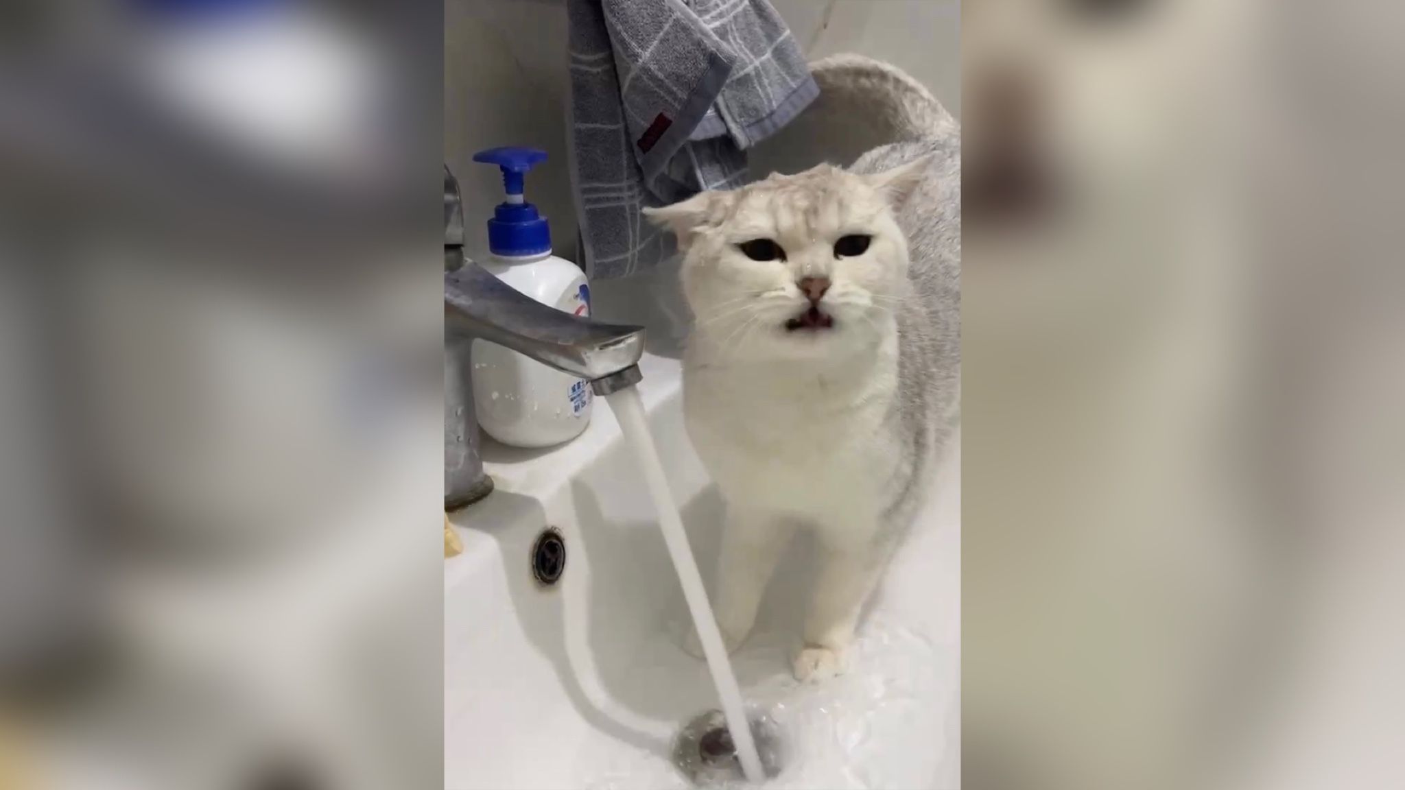 Кошка показала, как нужно умываться, чтобы быть привлекательной Кошка показала, как нужно умываться, чтобы быть привлекательной