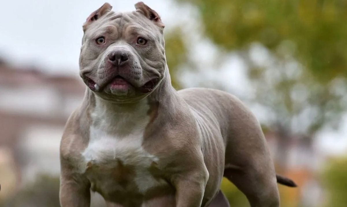 В Шотландии запретят собак породы булли XL