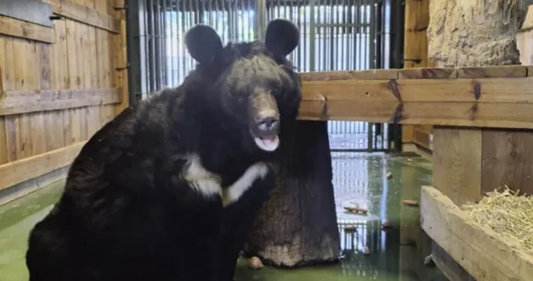 Ведмідь Ямпіль