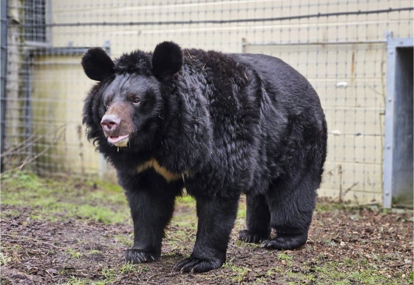 Медведь Ямполь Медведь Ямполь