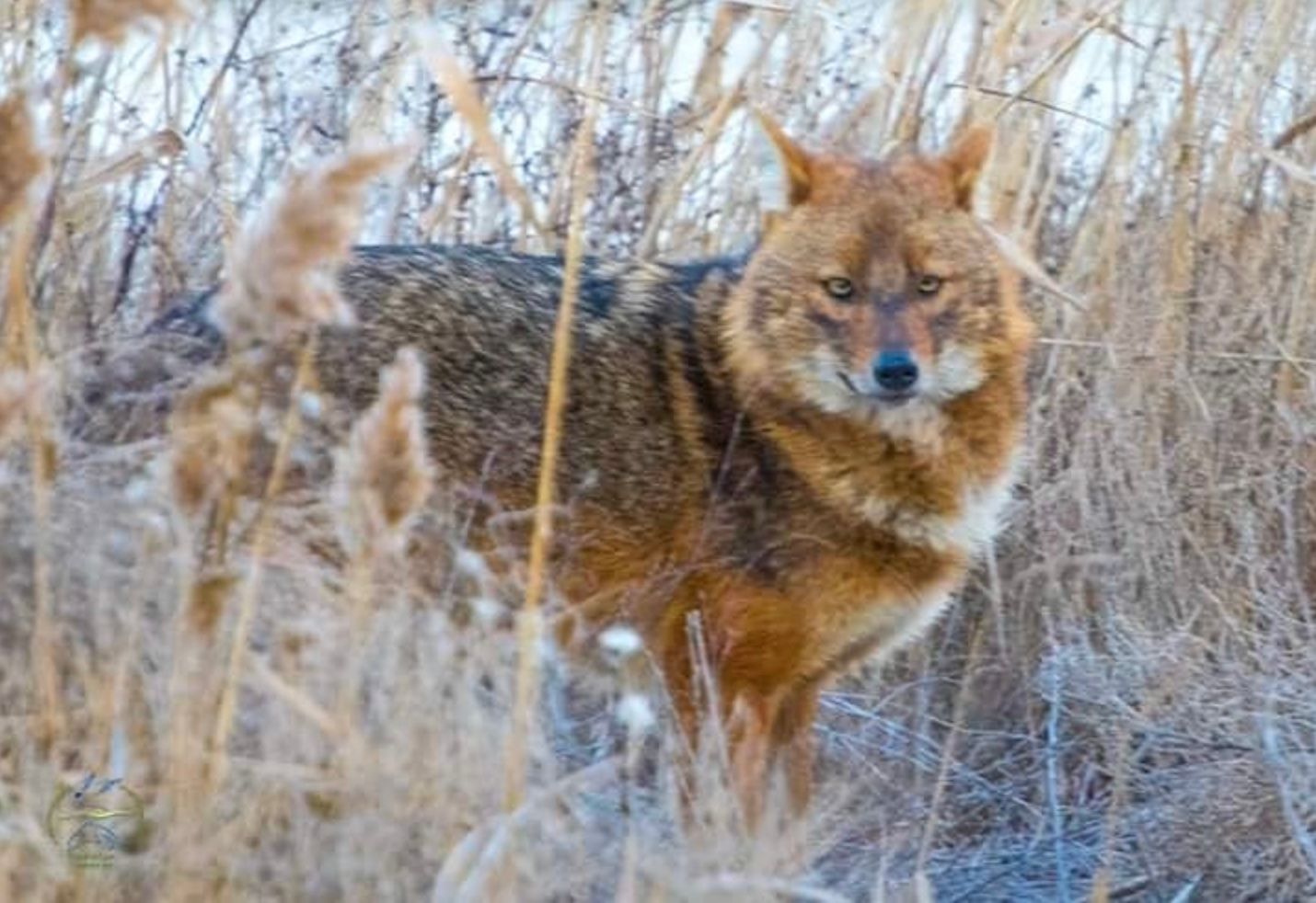 На Одещині через шторм мігрують шакали На Одещині через шторм мігрують шакали