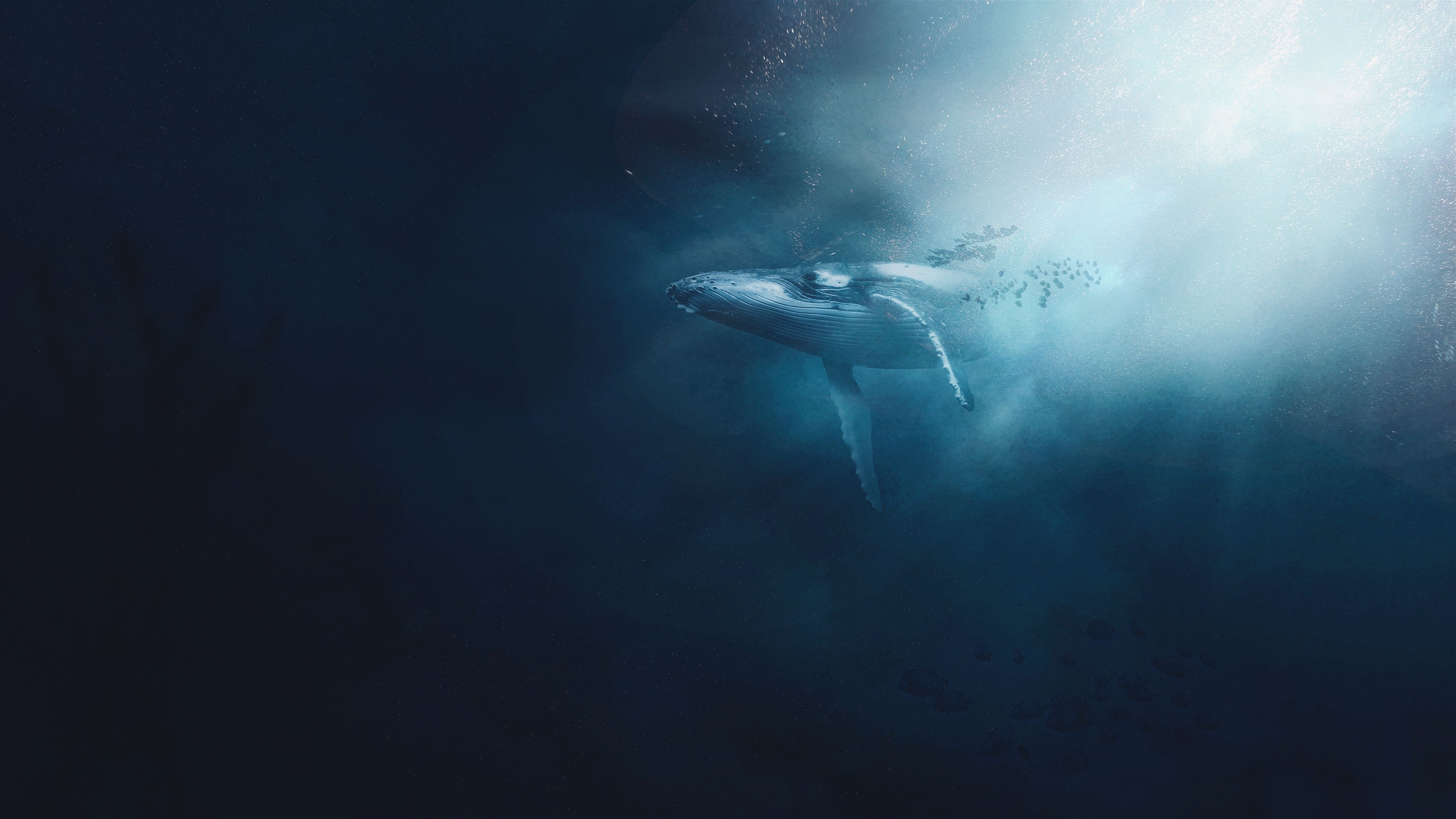 Горбаті кити створили спіраль Фібоначчі в океані