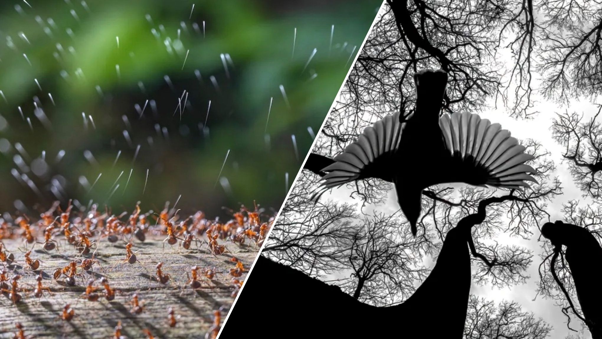 Названы победители конкурса "Фотограф года крупным планом" Названы победители конкурса "Фотограф года крупным планом"