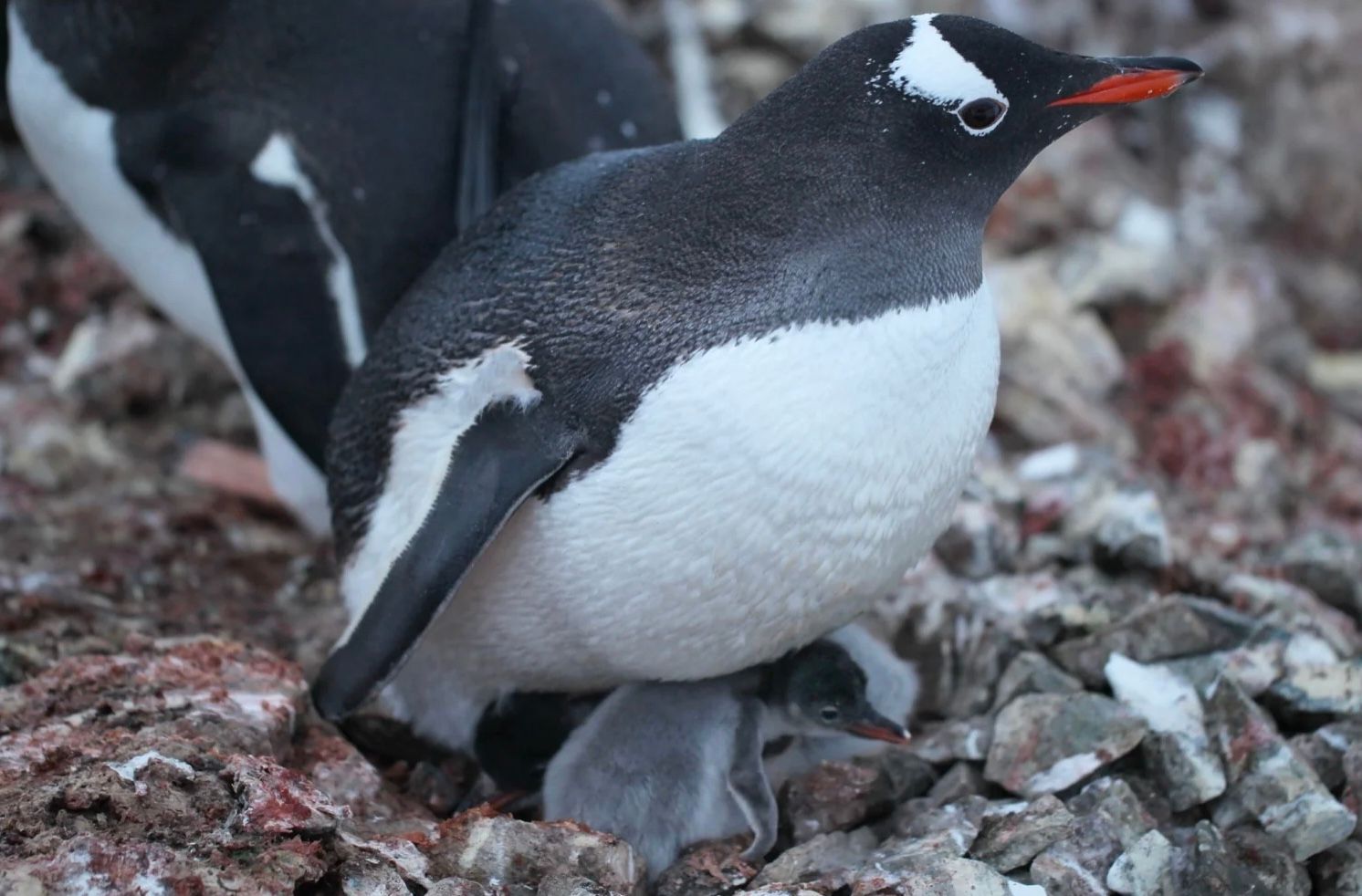 Обычный пингвин-шкипер, или дженту