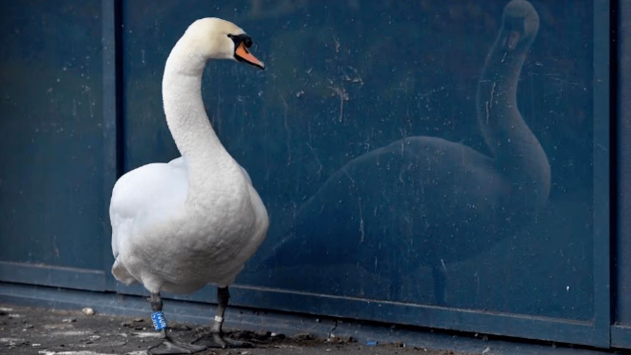 Лебедица тоскует по потерянной любви Лебедица тоскует по потерянной любви