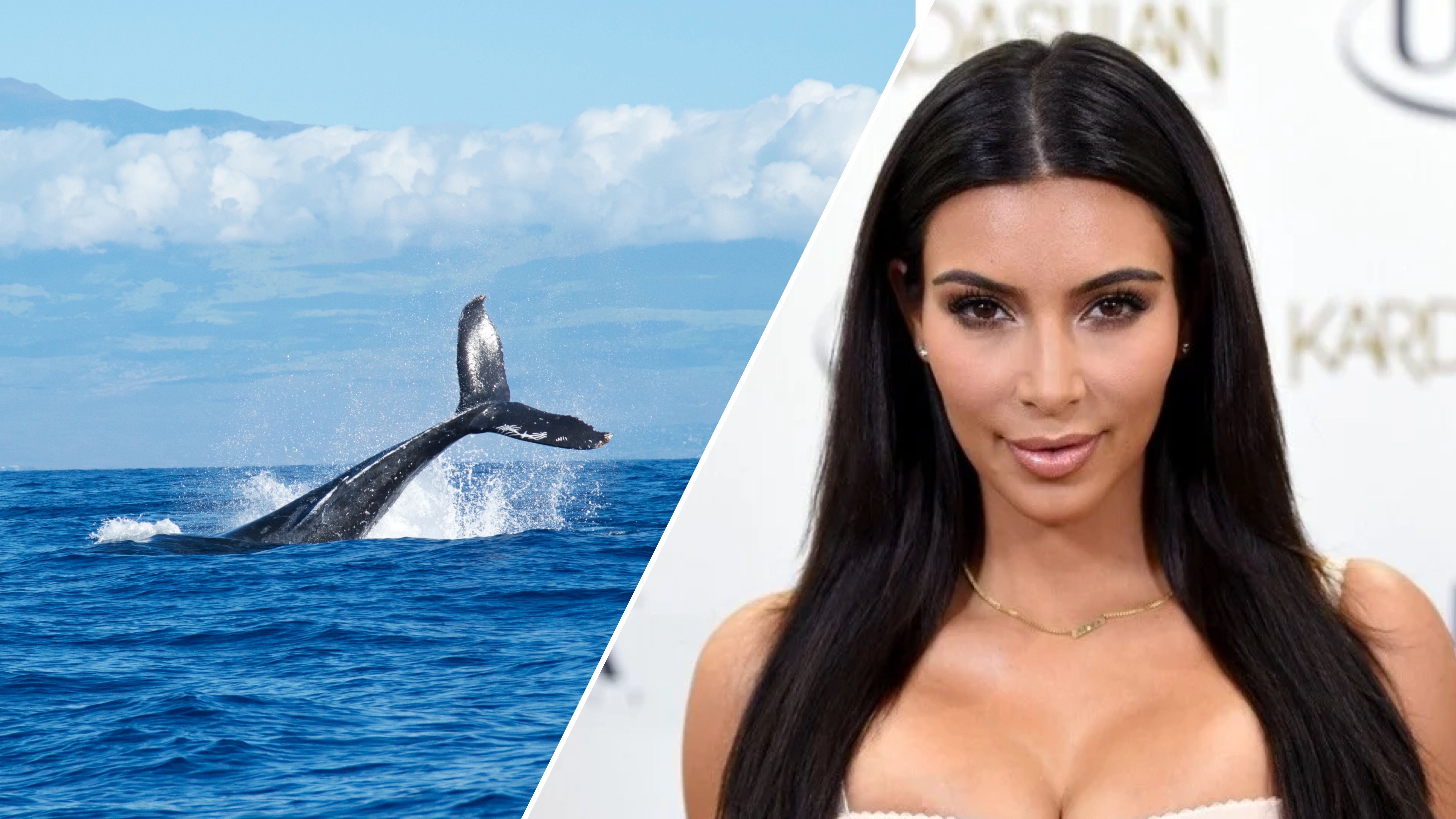 Киты во время охоты используют ту же вокальную технику, что и Ким Кардашьян Киты во время охоты используют ту же вокальную технику, что и Ким Кардашьян