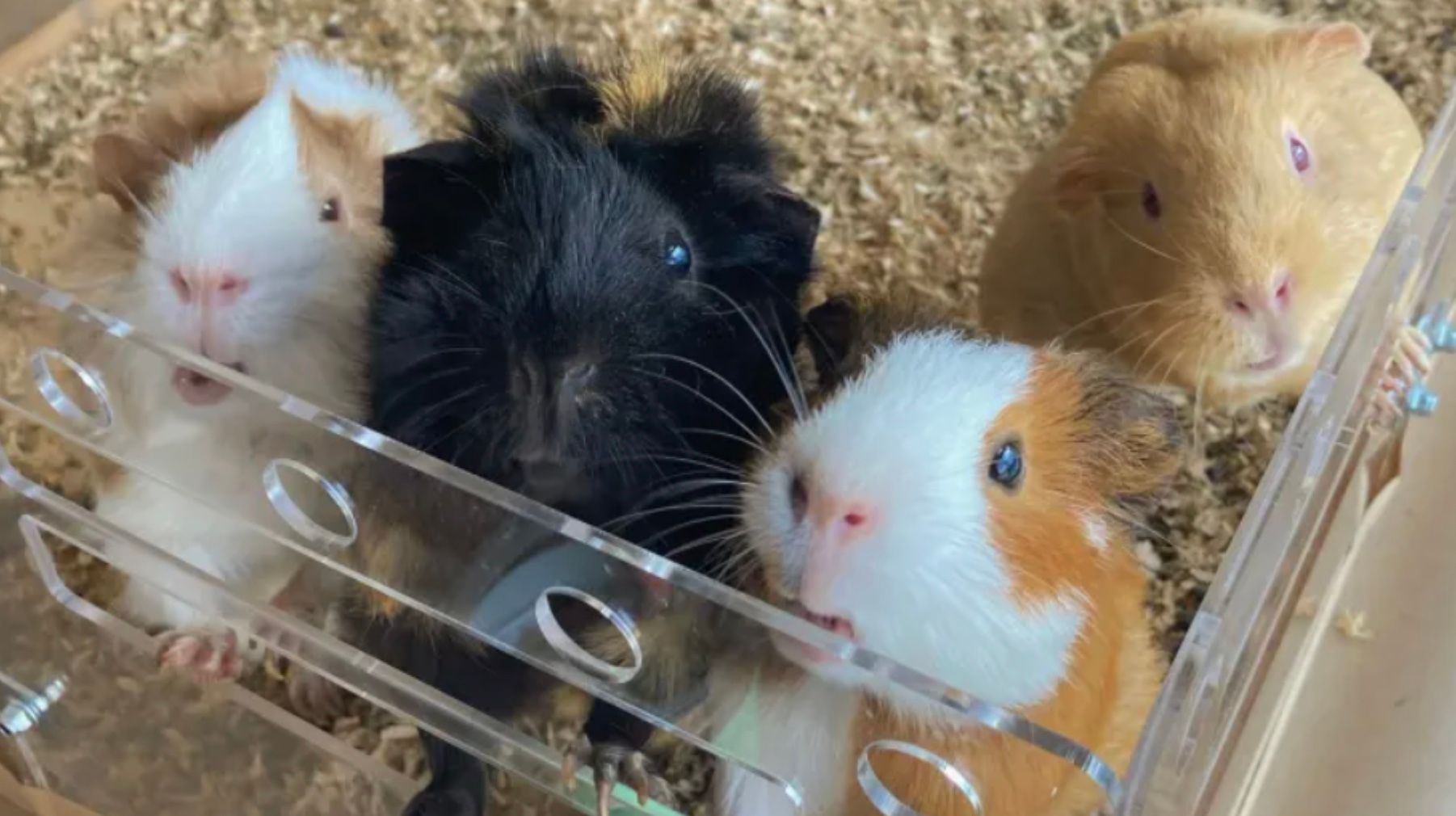 Морські свинки  Морські свинки