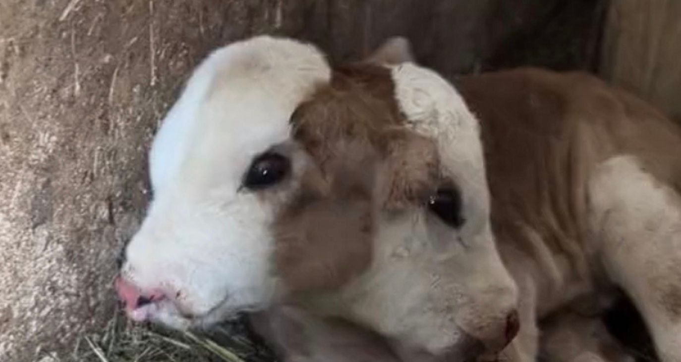 Рідкісне двоголове теля стало зіркою в соцмережах Рідкісне двоголове теля стало зіркою в соцмережах