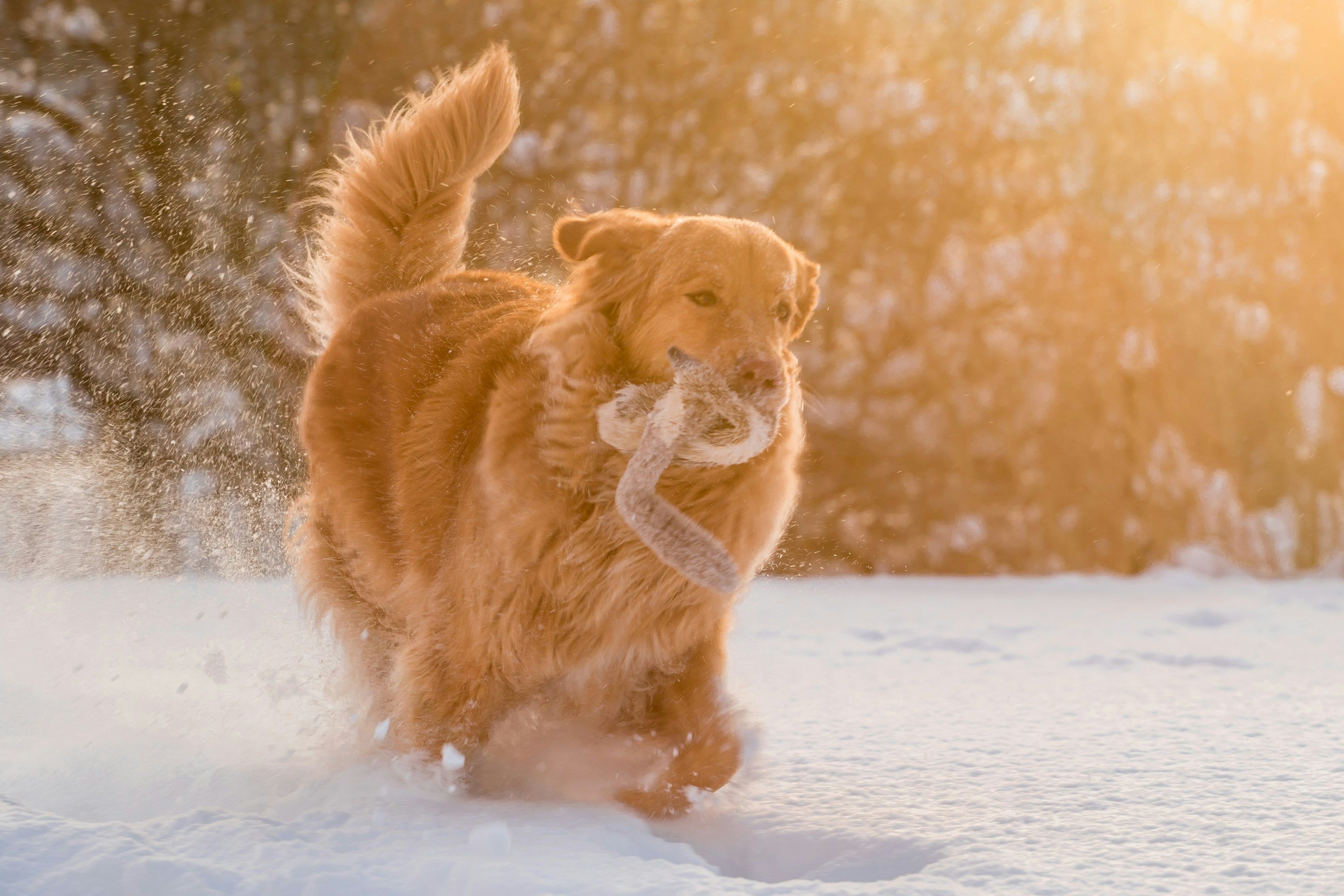 Ученые поняли, почему собаки так сильно виляют хвостами Ученые поняли, почему собаки так сильно виляют хвостами