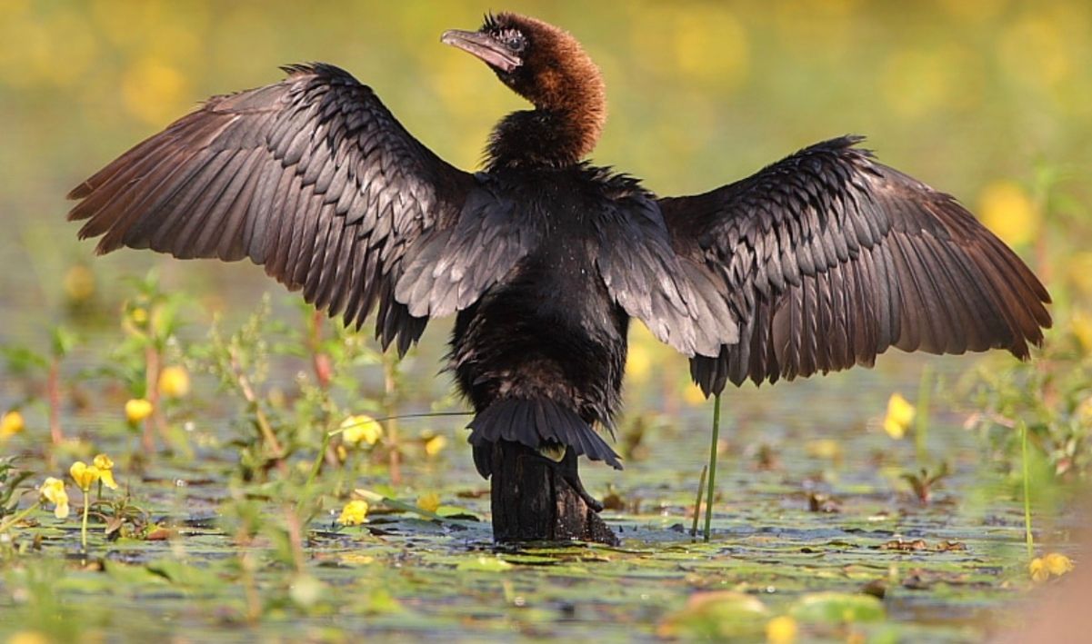 Розмах крил малого баклана  Розмах крил малого баклана