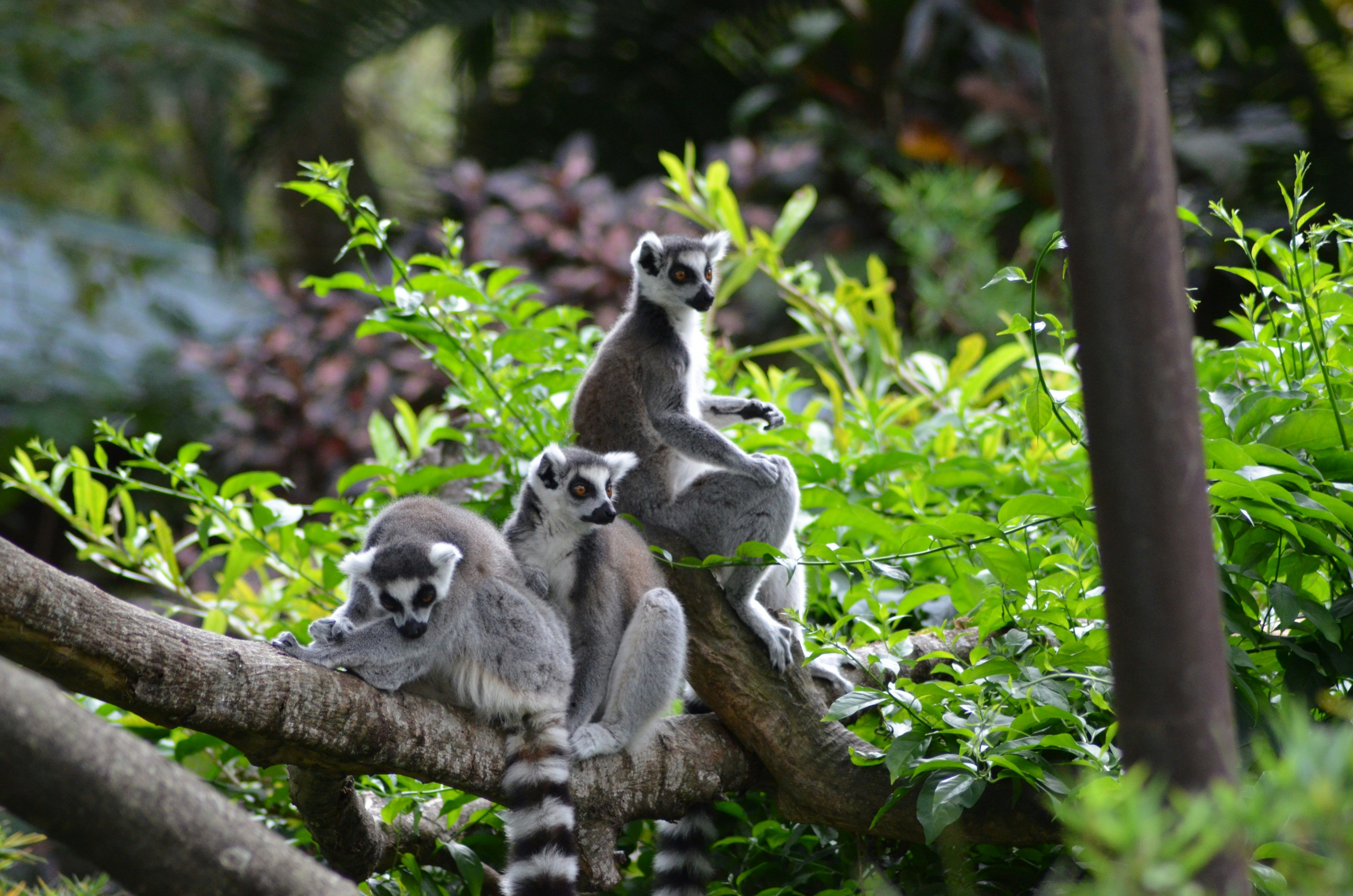 Мадагаскарские лемуры