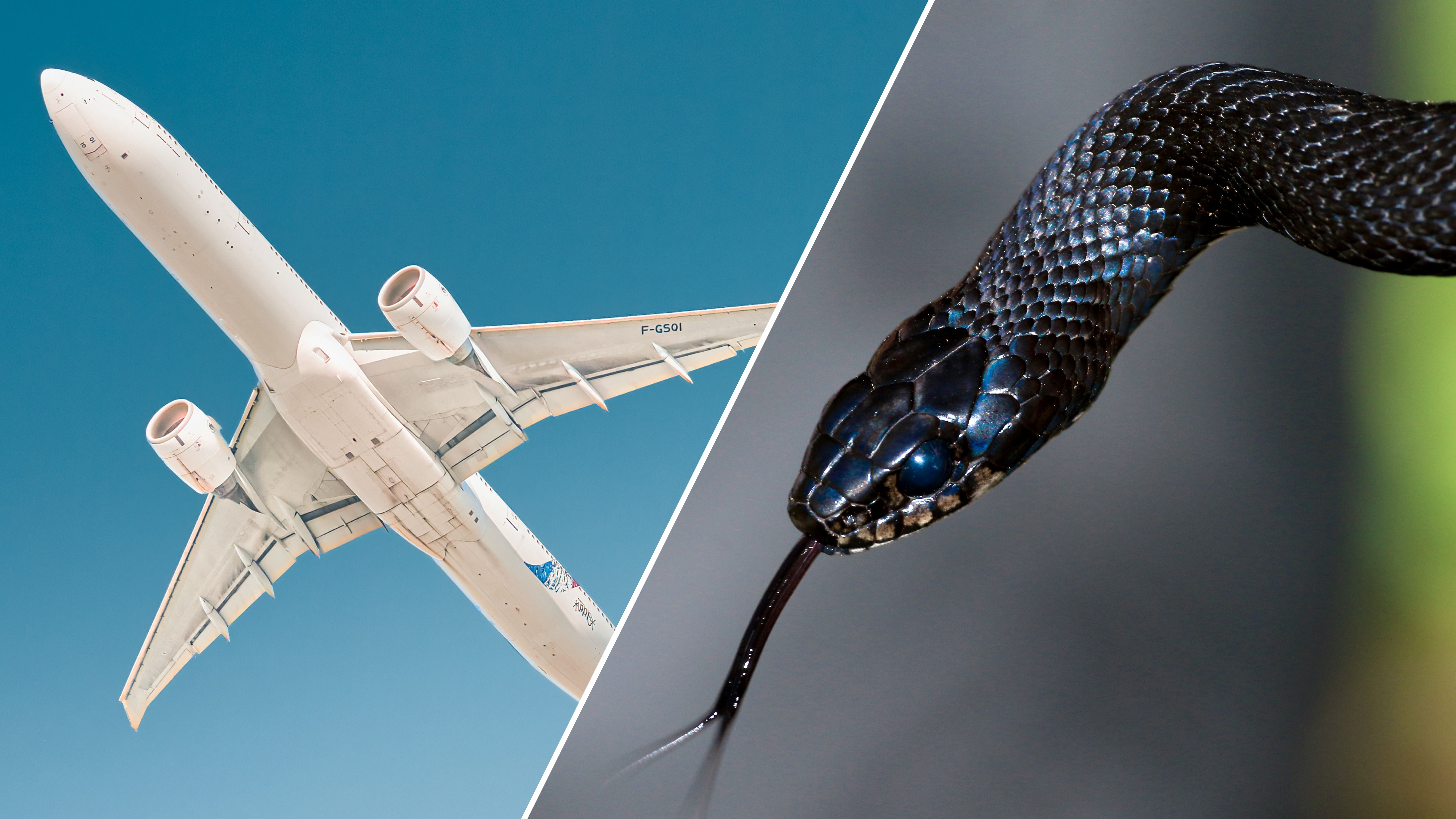 Змію виявили в літаку прямо під час рейсу в Пхукет