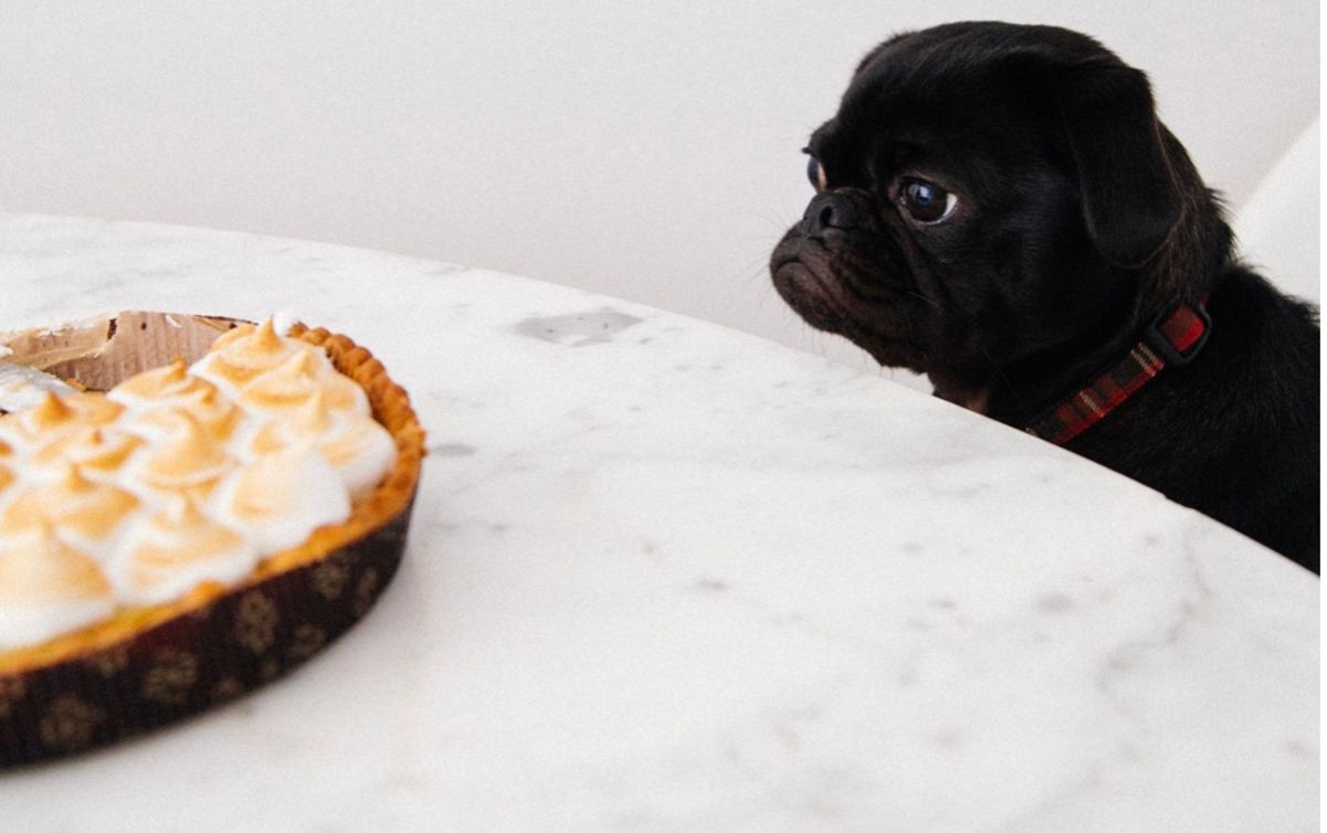 Какими крупами кормить животных Какими крупами кормить животных