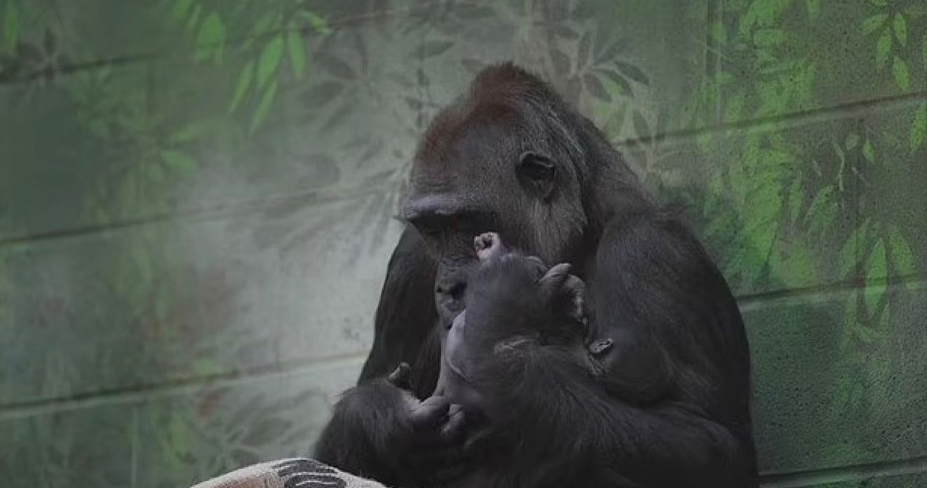 Найдовгоочікуваніша мавпа у світі Найдовгоочікуваніша мавпа у світі