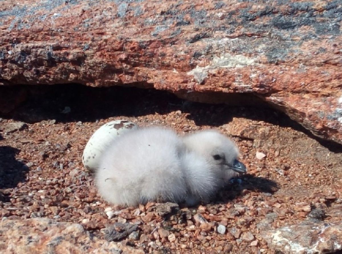 У украинской антарктической станции вылупились птенцы поморника У украинской антарктической станции вылупились птенцы поморника