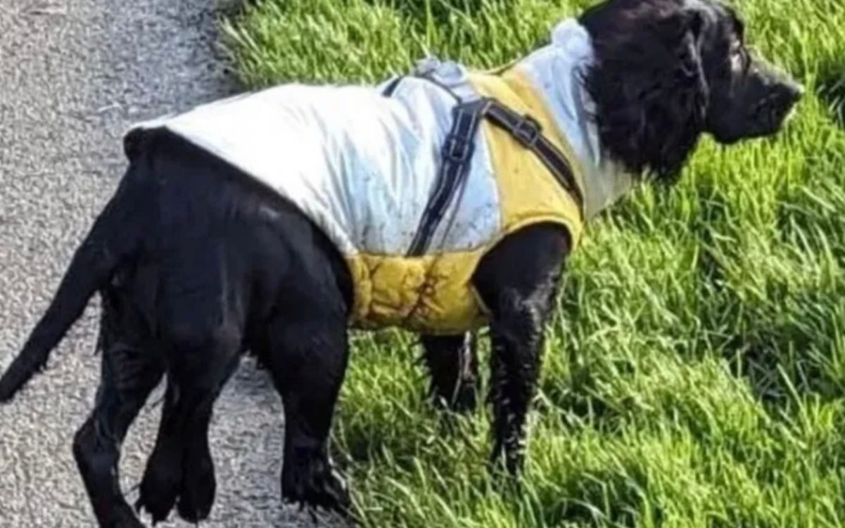 Шестилапій собаці успішно ампутували зайві кінцівки Шестилапій собаці успішно ампутували зайві кінцівки