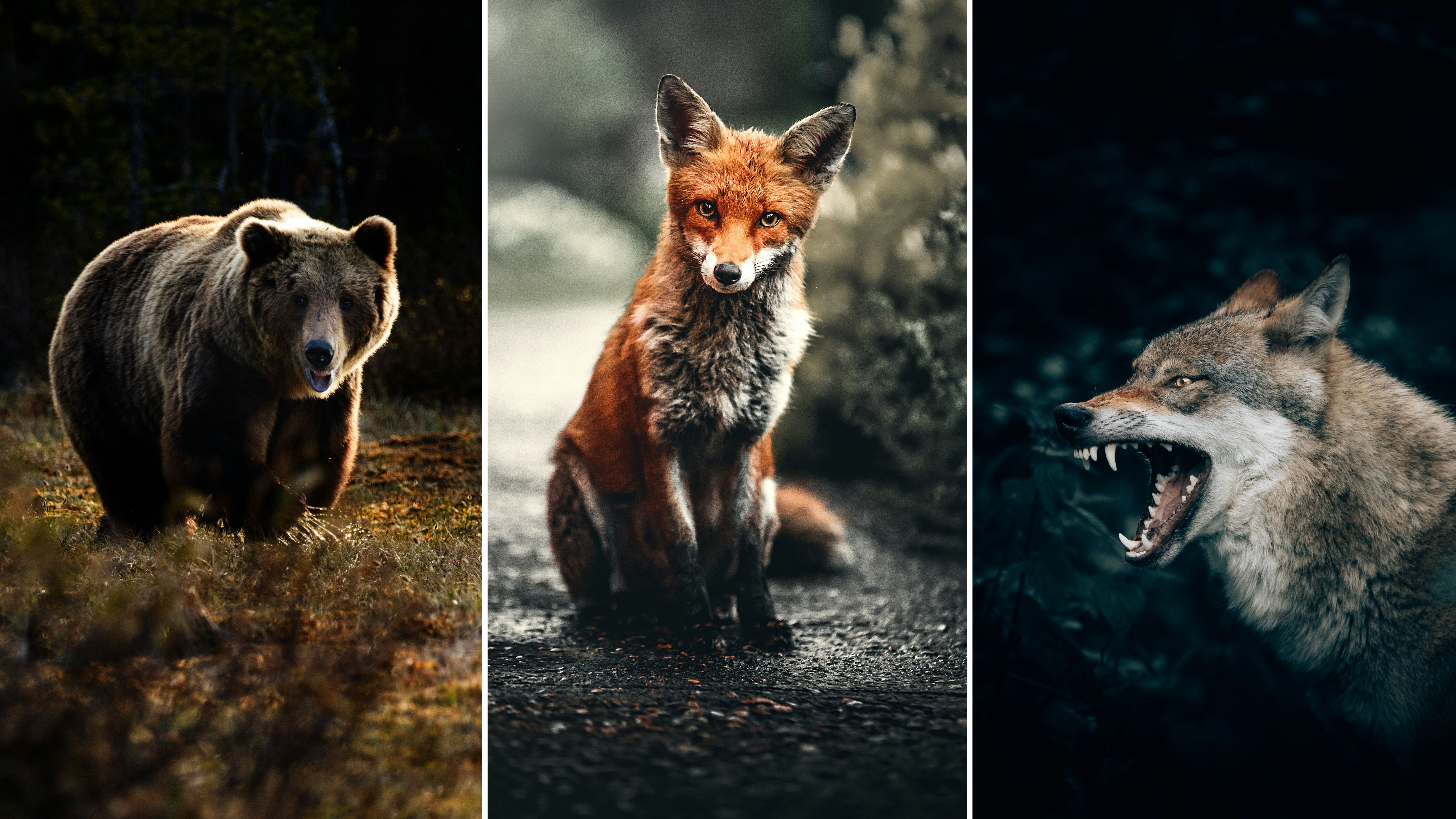 Тест "Какое дикое животное лучше всего соответствует вашей личности" Тест "Какое дикое животное лучше всего соответствует вашей личности"