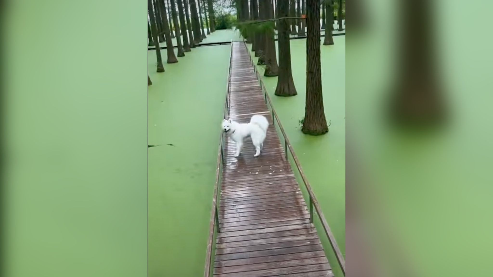 Неосторожная собака свалилась в пруд, приняв ее за поляну