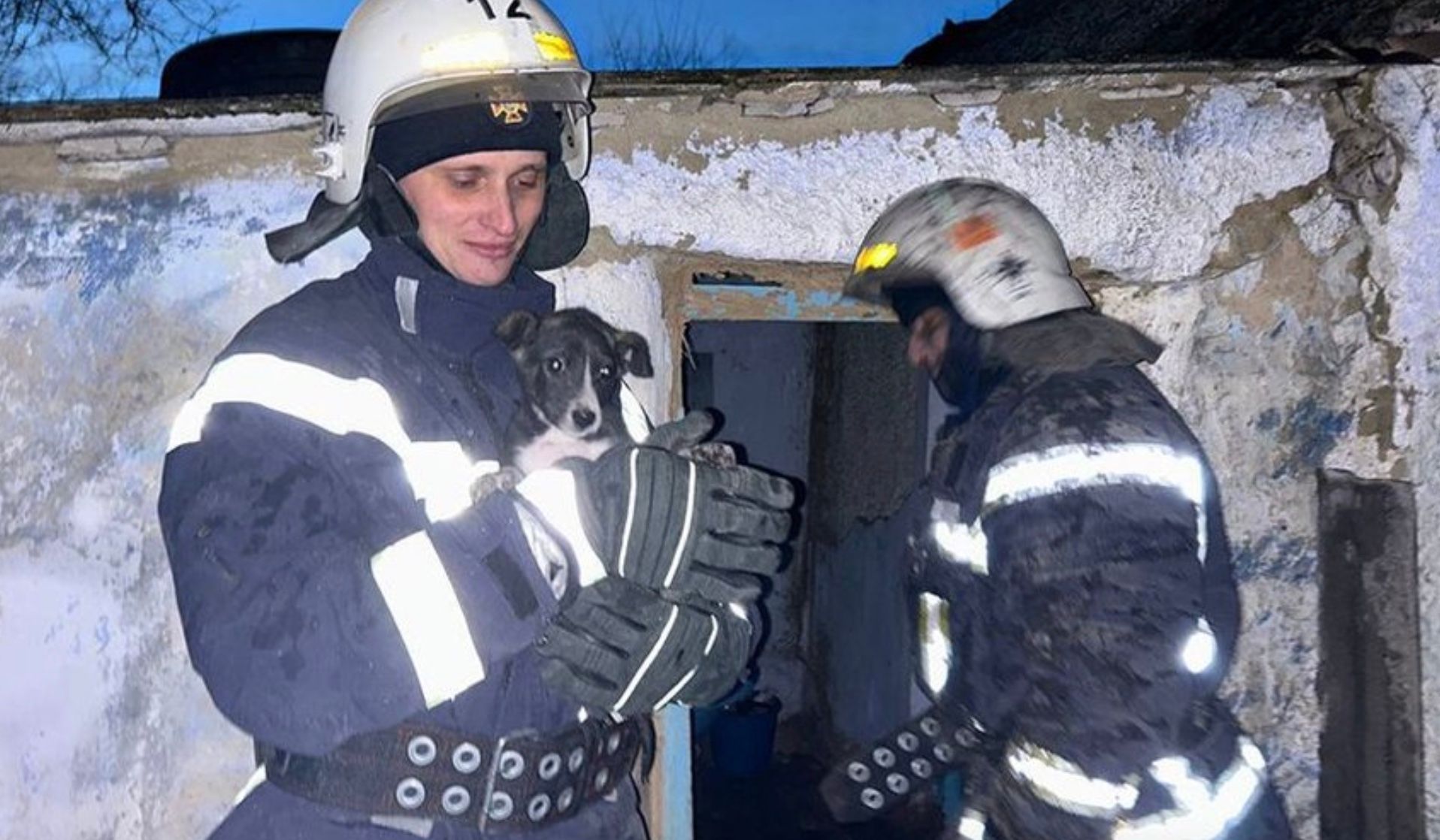 На Николаевщине из пламени вынесли собачку На Николаевщине из пламени вынесли собачку