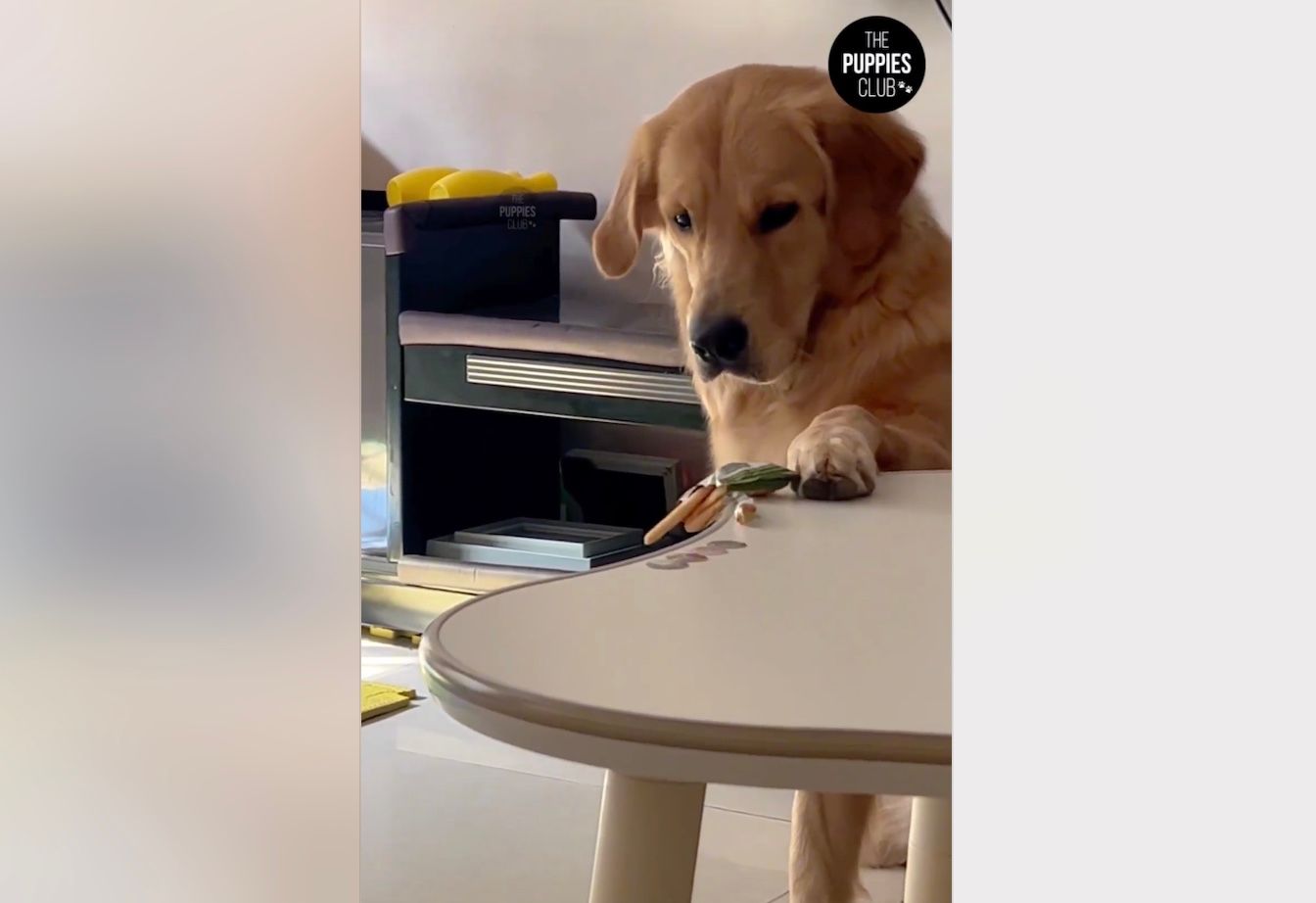 Песик хитрістю дістав печиво Песик хитрістю дістав печиво