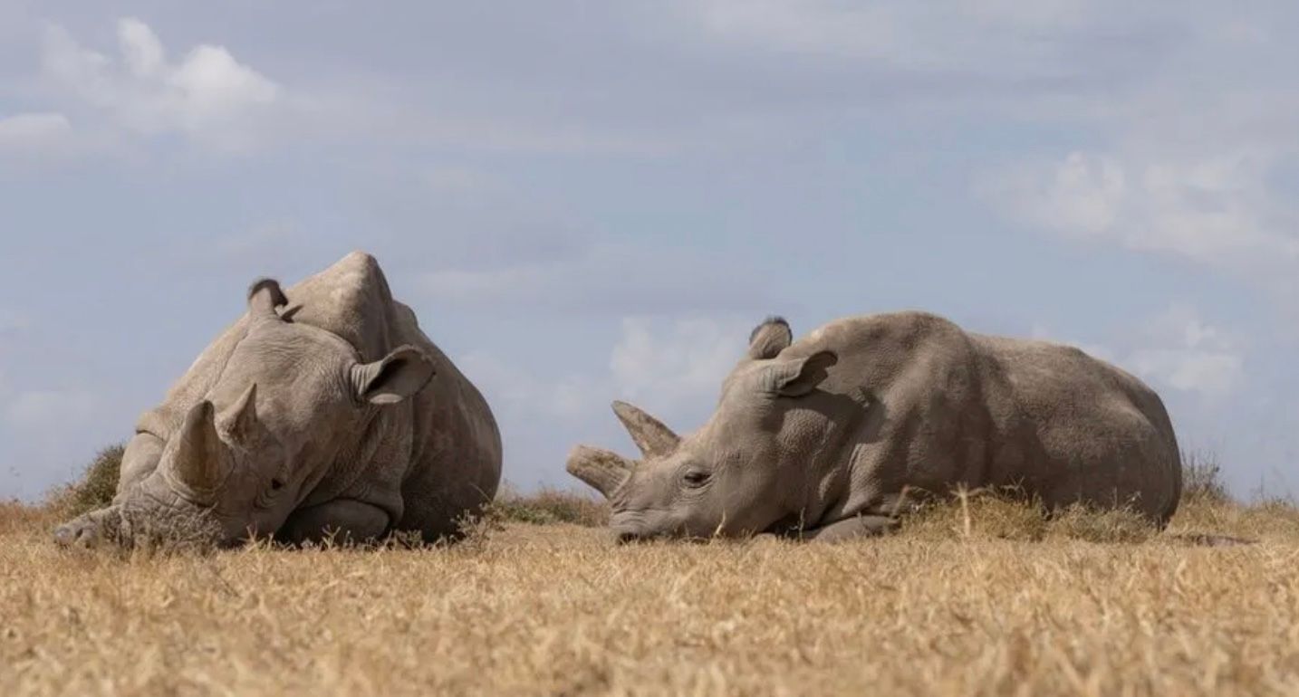 Впервые в мире носорога оплодотворили с помощью ЭКО Впервые в мире носорога оплодотворили с помощью ЭКО