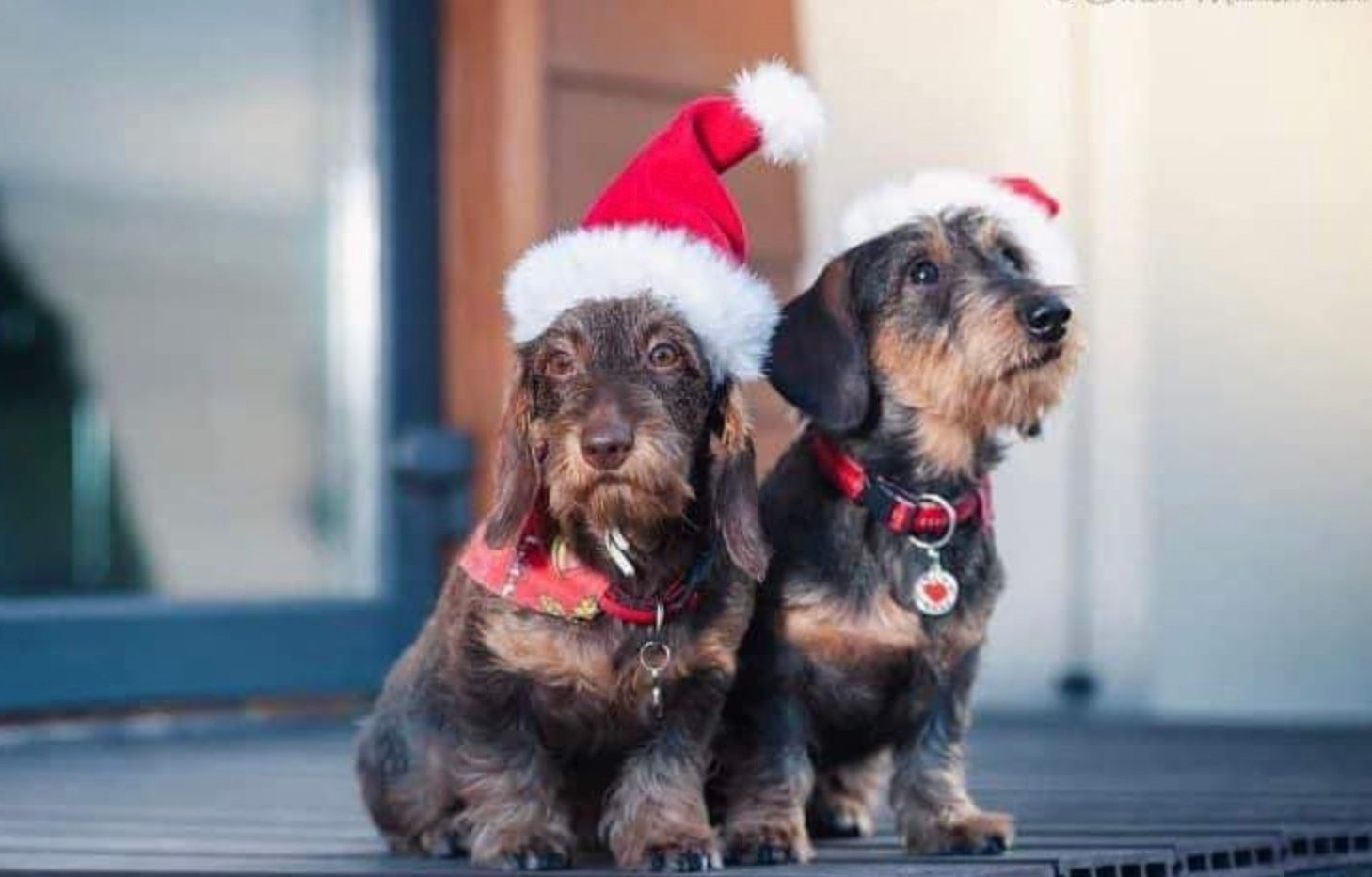 В результате атак РФ в Харькове и Одессе погибло 5 собак В результате атак РФ в Харькове и Одессе погибло 5 собак