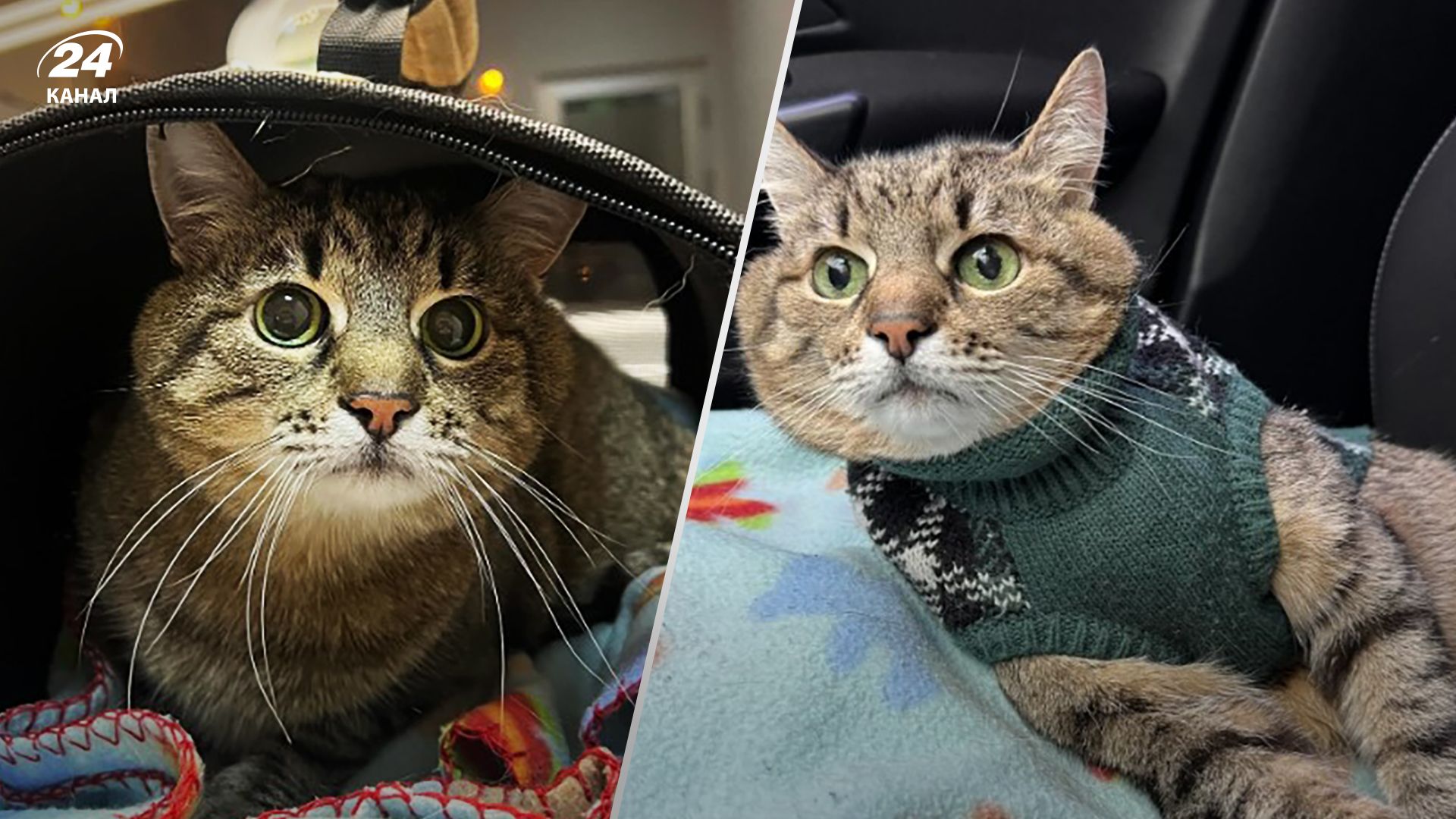 Кот Степан попал в больницу после обстрела Харькова 23 января 2024 Кот Степан попал в больницу после обстрела Харькова 23 января 2024