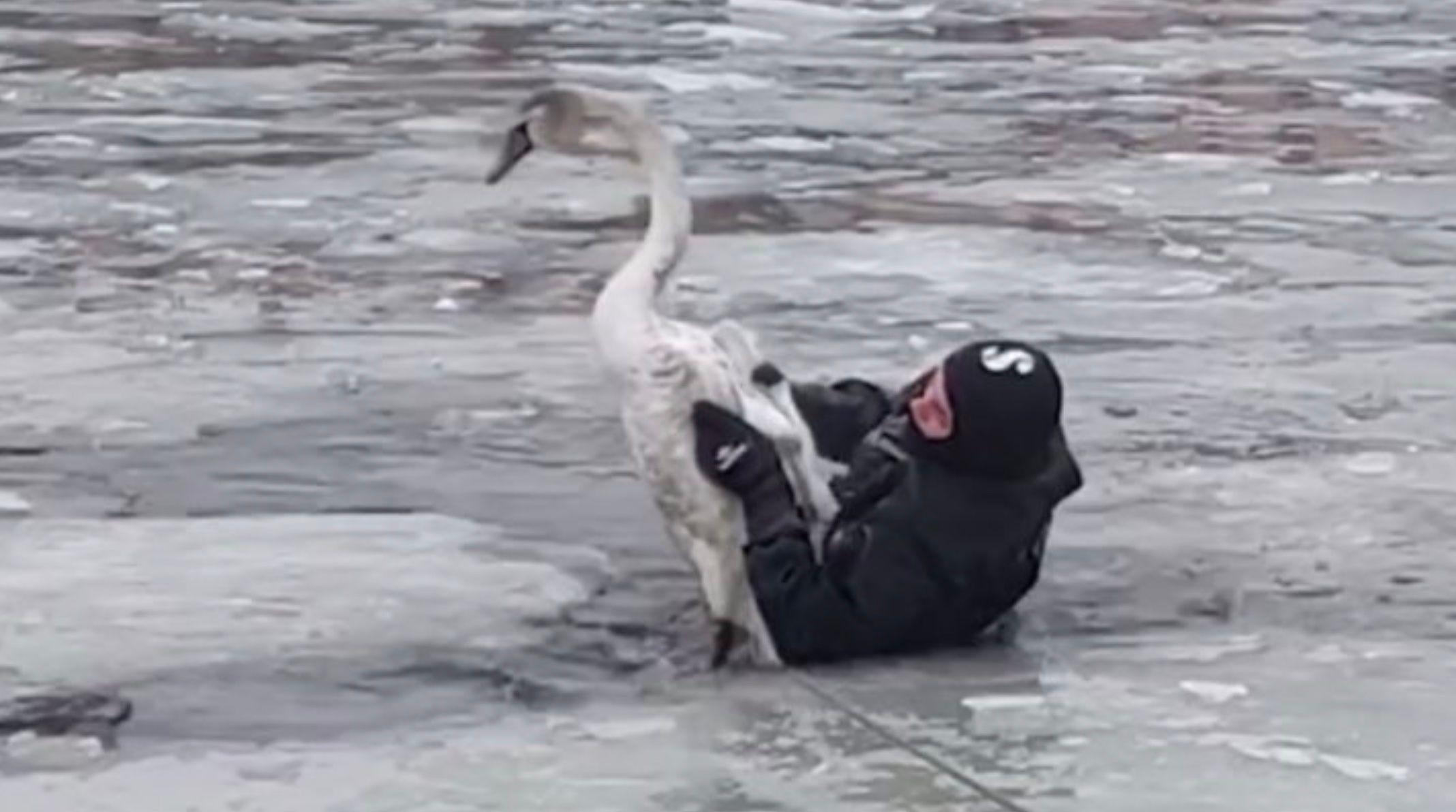 У Дніпрі врятували лебедя, який примерз на річці У Дніпрі врятували лебедя, який примерз на річці