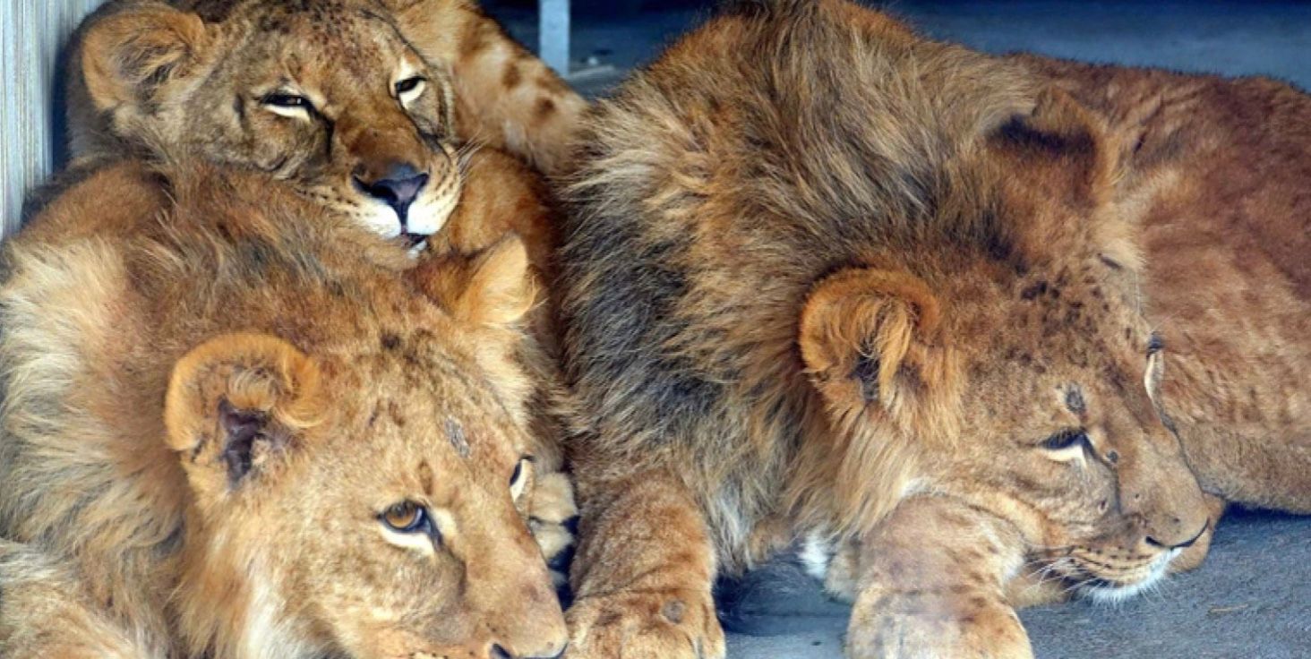 Українські леви знайшли в Бургундії новий дім