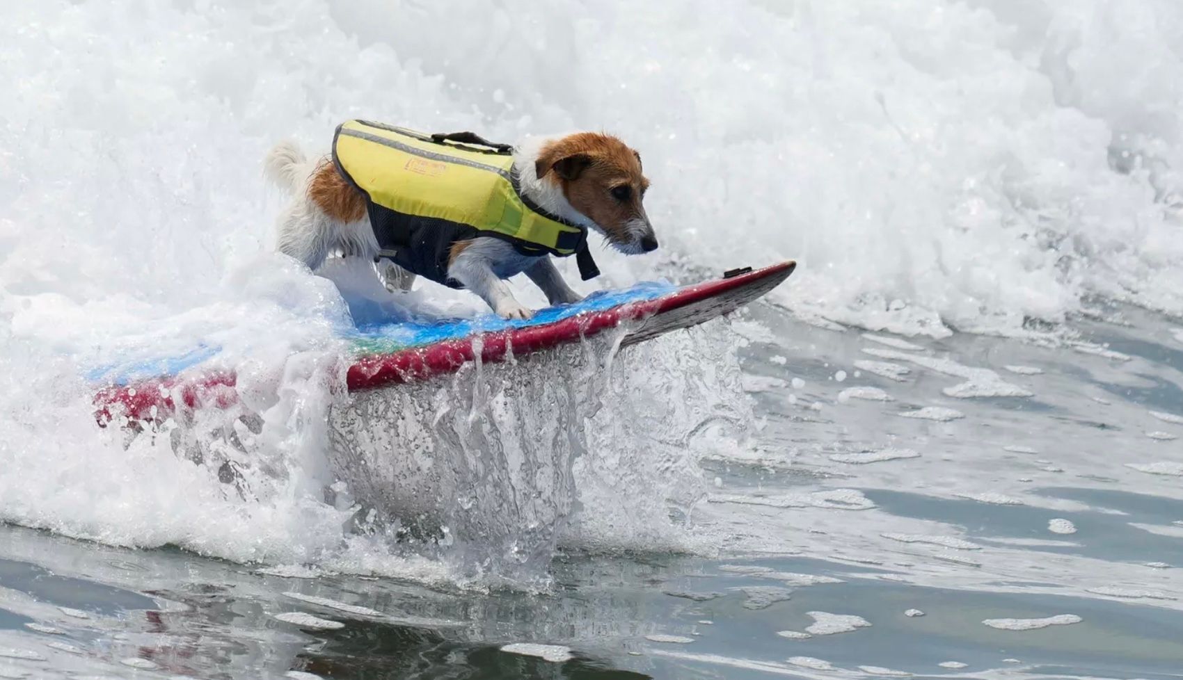 Перуанский пес Патрон Перуанский пес Патрон