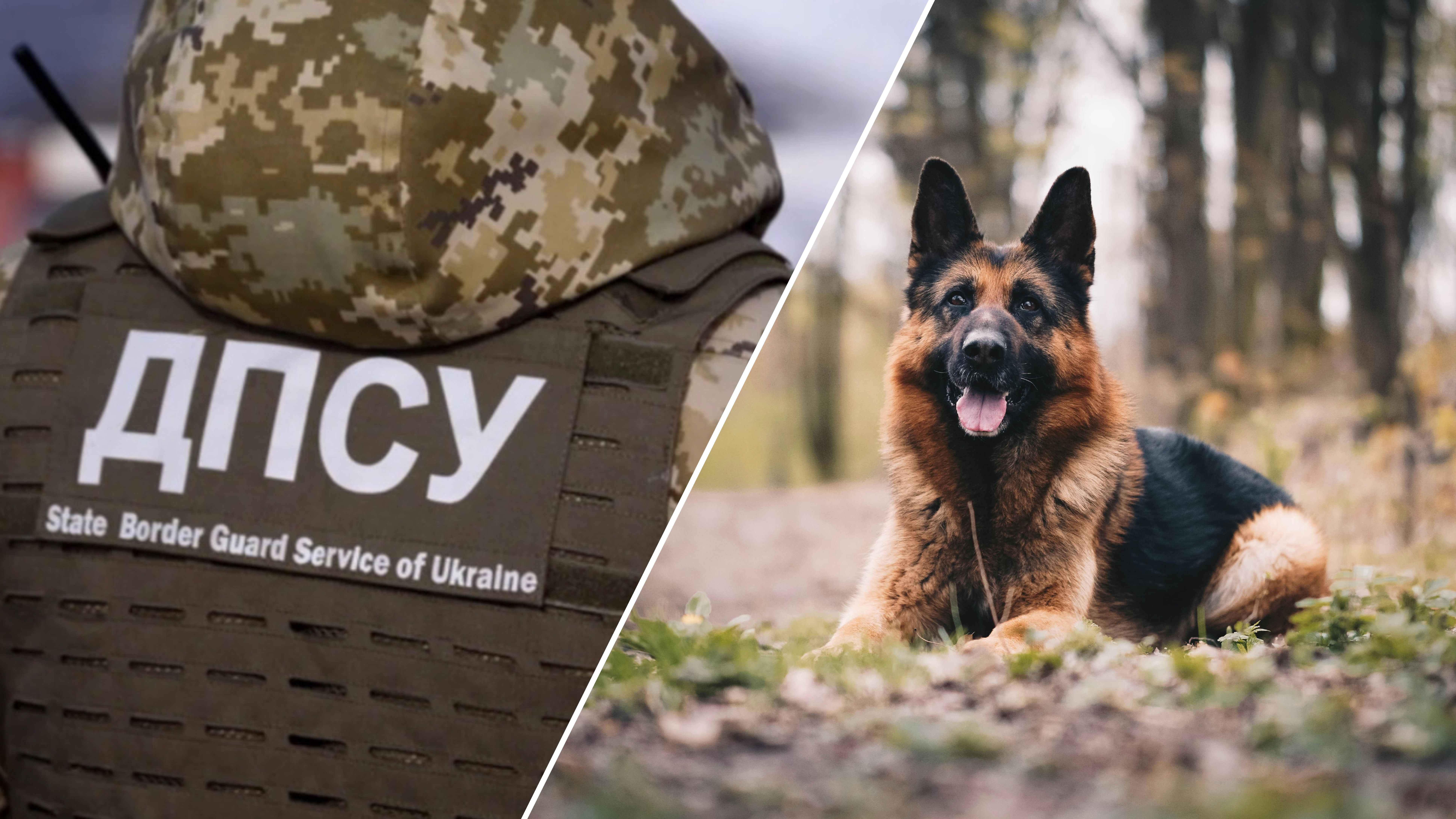 ГПСУ показала немецкую овчарку, охраняющую Карпаты ГПСУ показала немецкую овчарку, охраняющую Карпаты