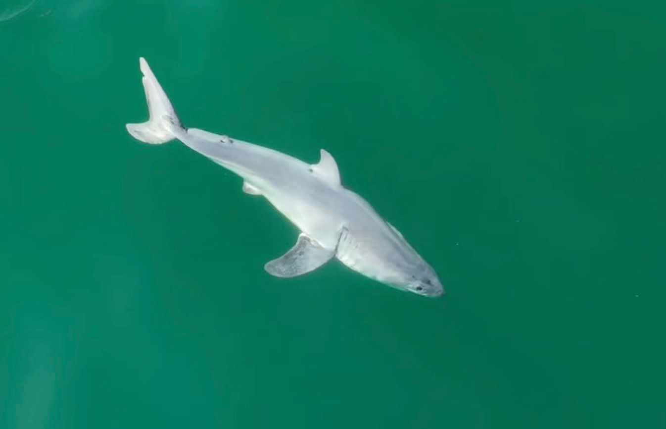 Вчені вперше зняли новонароджену велику білу акулу