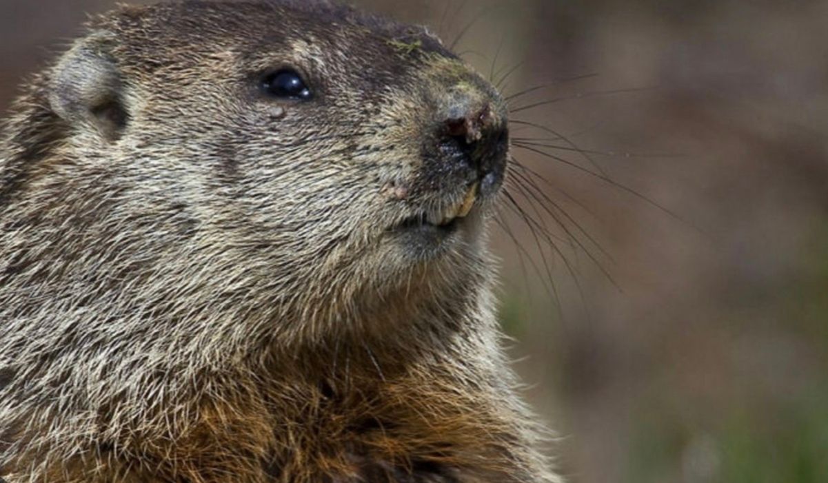 Під Києвом раніше терміну прокинувся бабак Вікентій Під Києвом раніше терміну прокинувся бабак Вікентій
